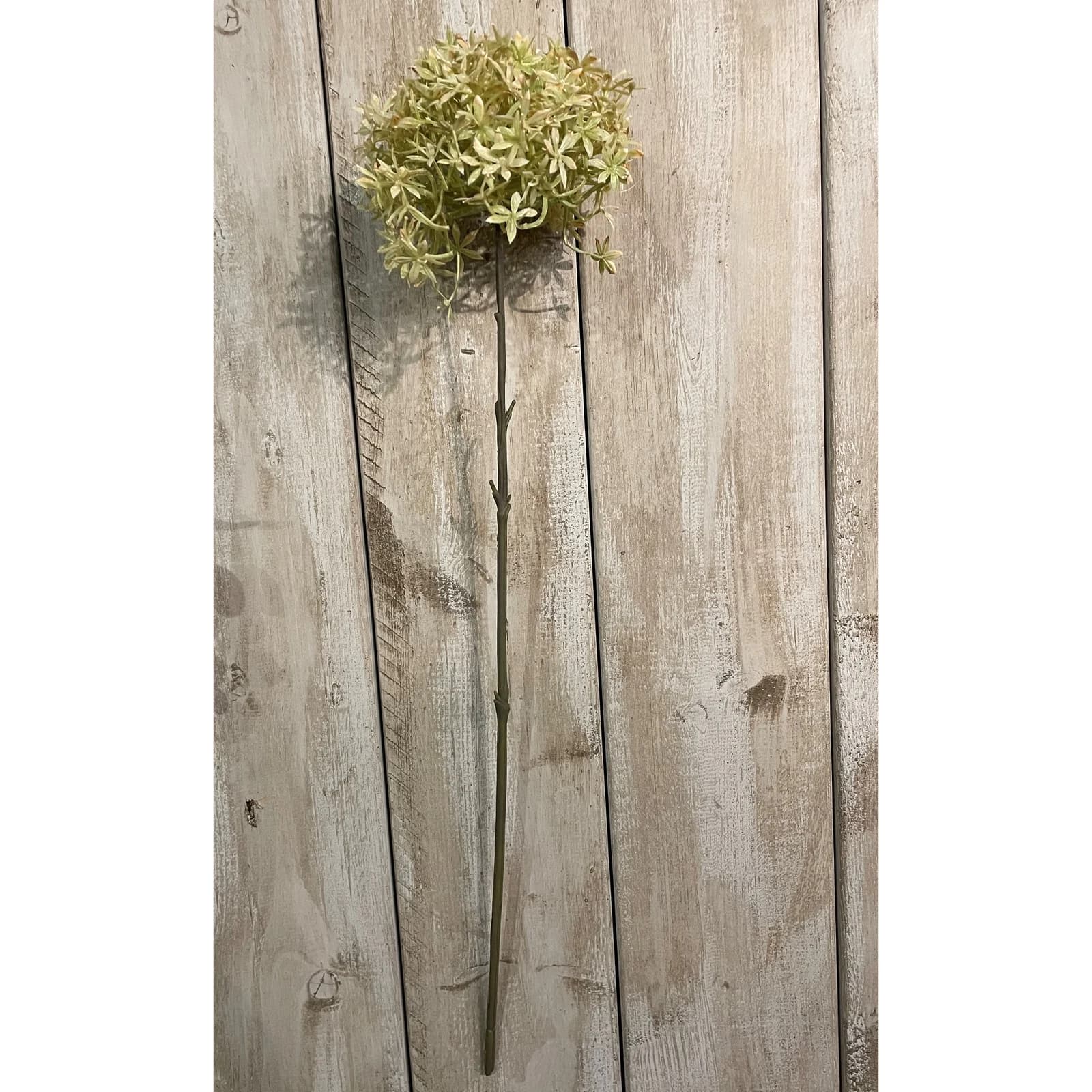 Green And Beige Allium — Pack of 5 - Artificial plants & flowers, photo 2 of 2