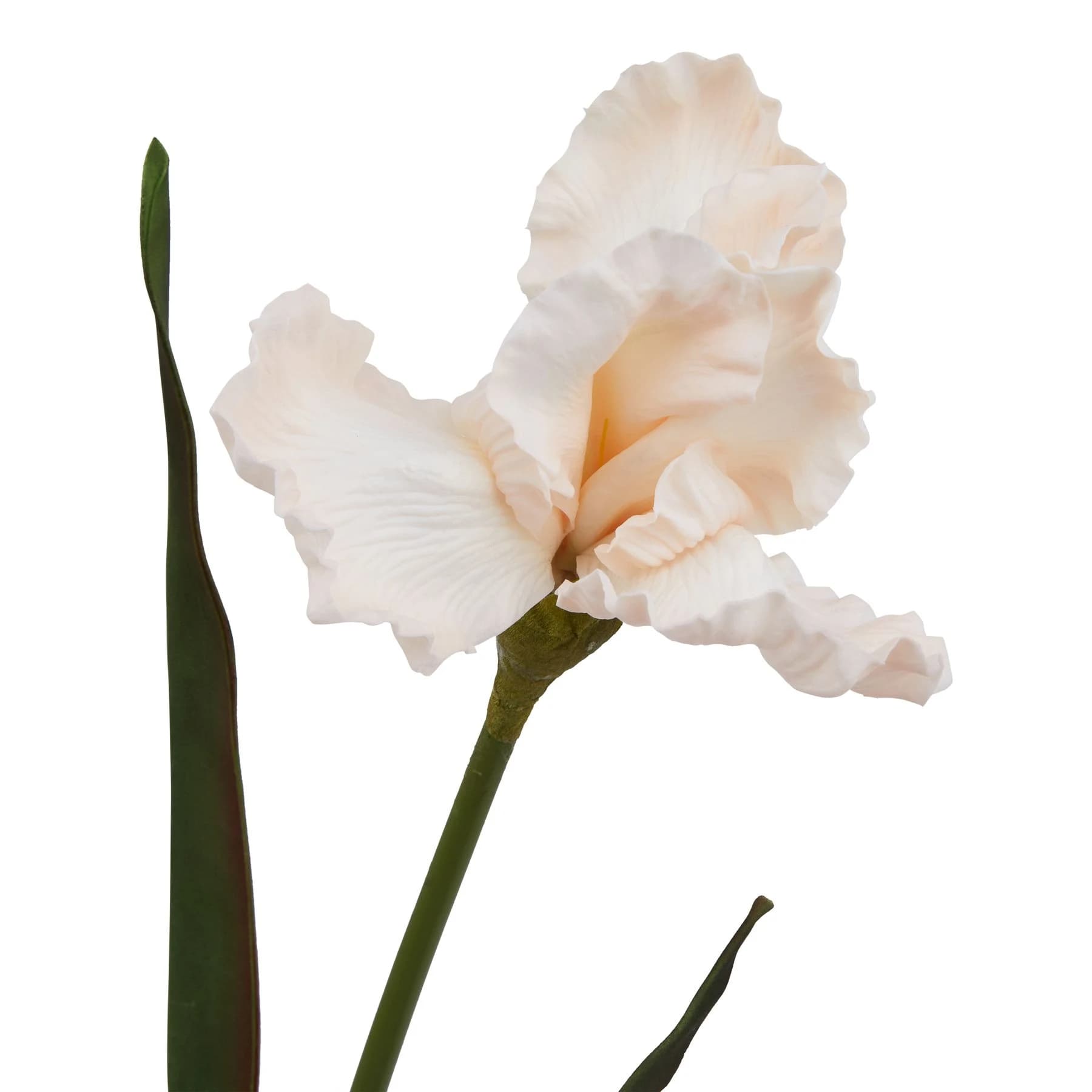 The Natural Garden Collection Pale Apricot Fringed Iris — Pack of 3 - Artificial plants & flowers, photo 2 of 5