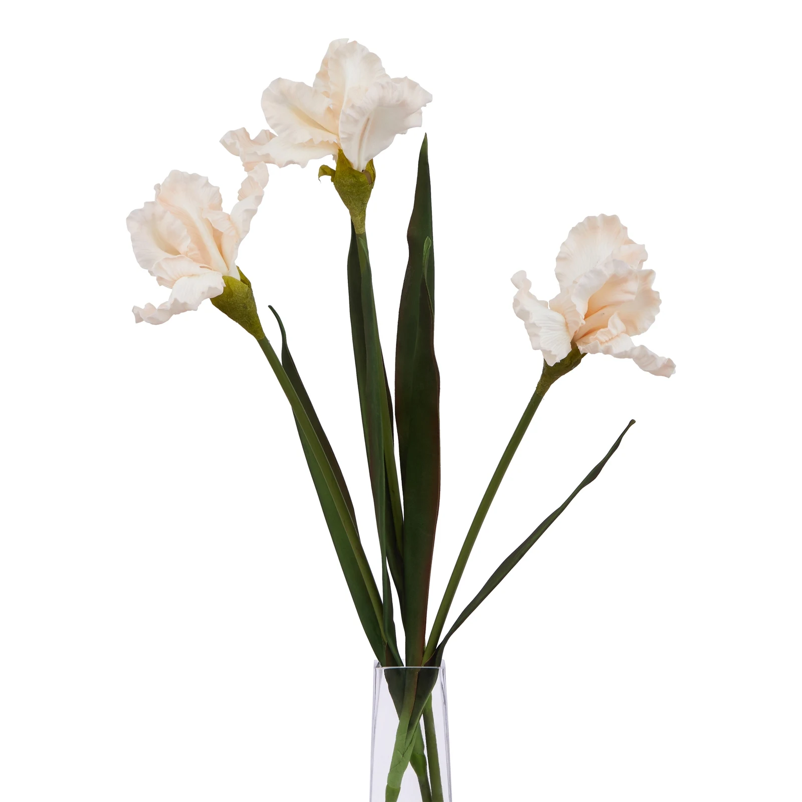 The Natural Garden Collection Pale Apricot Fringed Iris — Pack of 3 - Artificial plants & flowers, photo 5 of 5