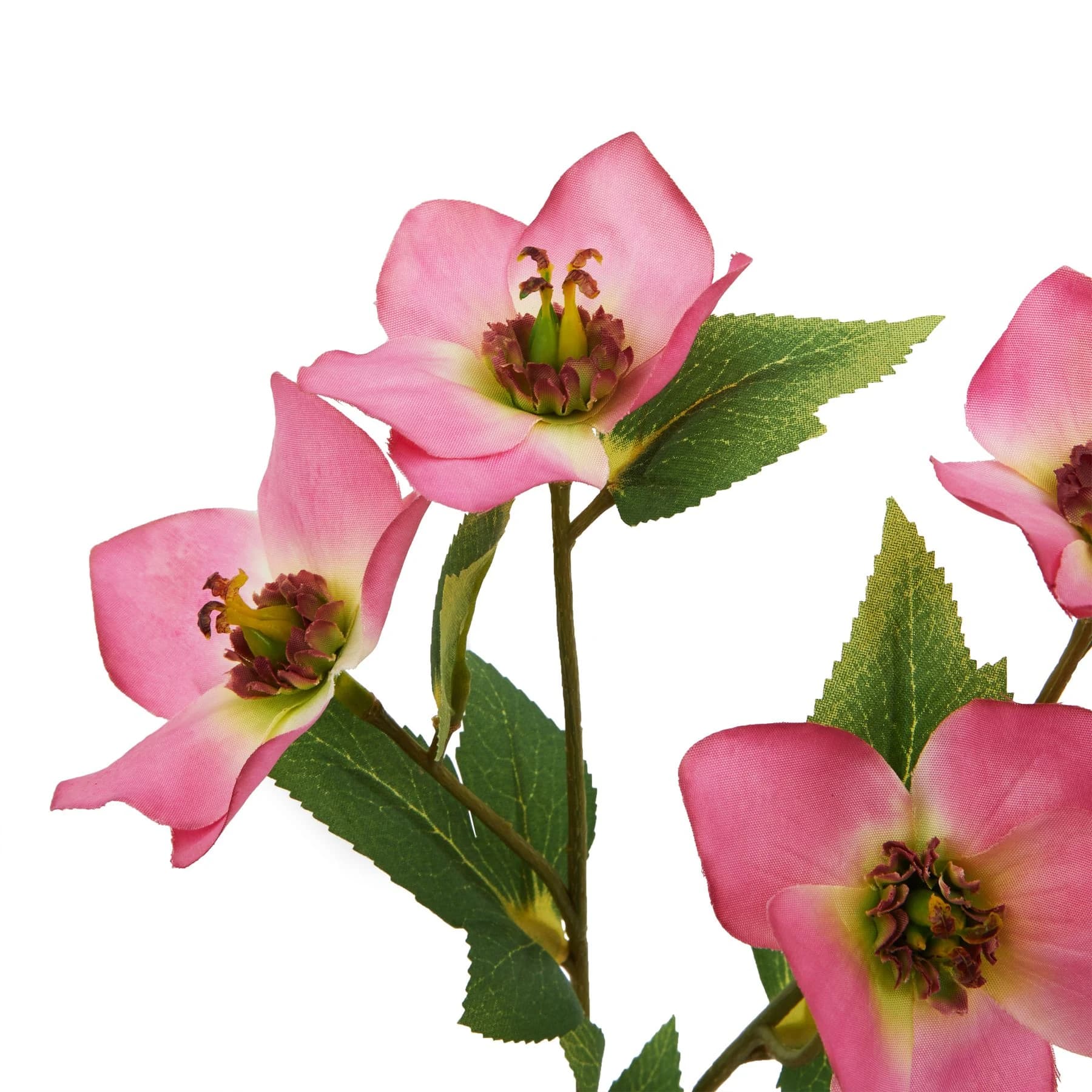 The Natural Garden Collection Pink Varigated Hellibore — Pack of 5 - Artificial plants & flowers, photo 2 of 3