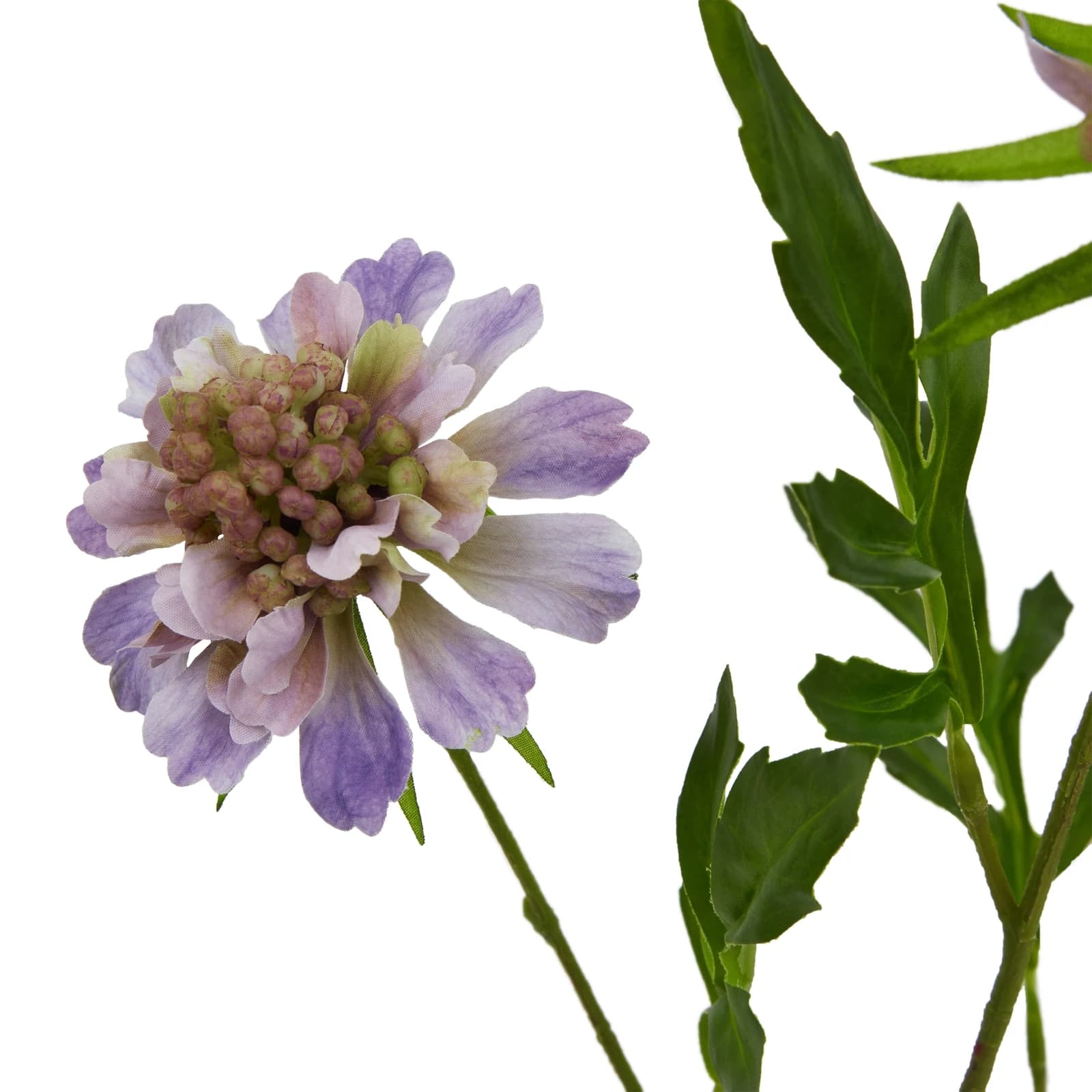 The Natural Garden Collection Purple Scabious Stem — Pack of 5 - Artificial plants & flowers, photo 4 of 4