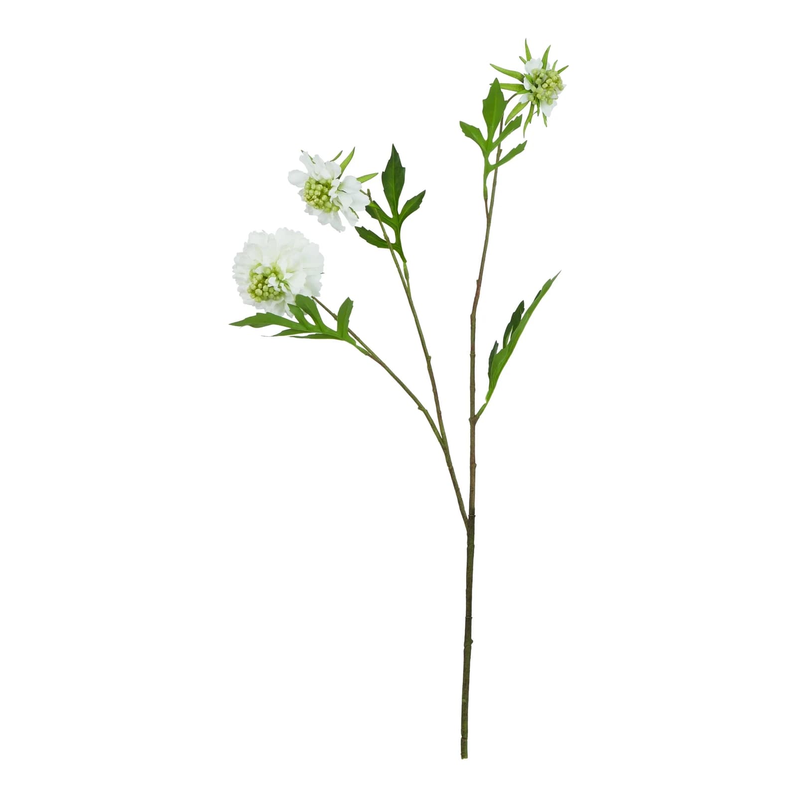 The Natural Garden Collection White Scabious Stem — Pack of 5 - Artificial plants & flowers, photo 3 of 5