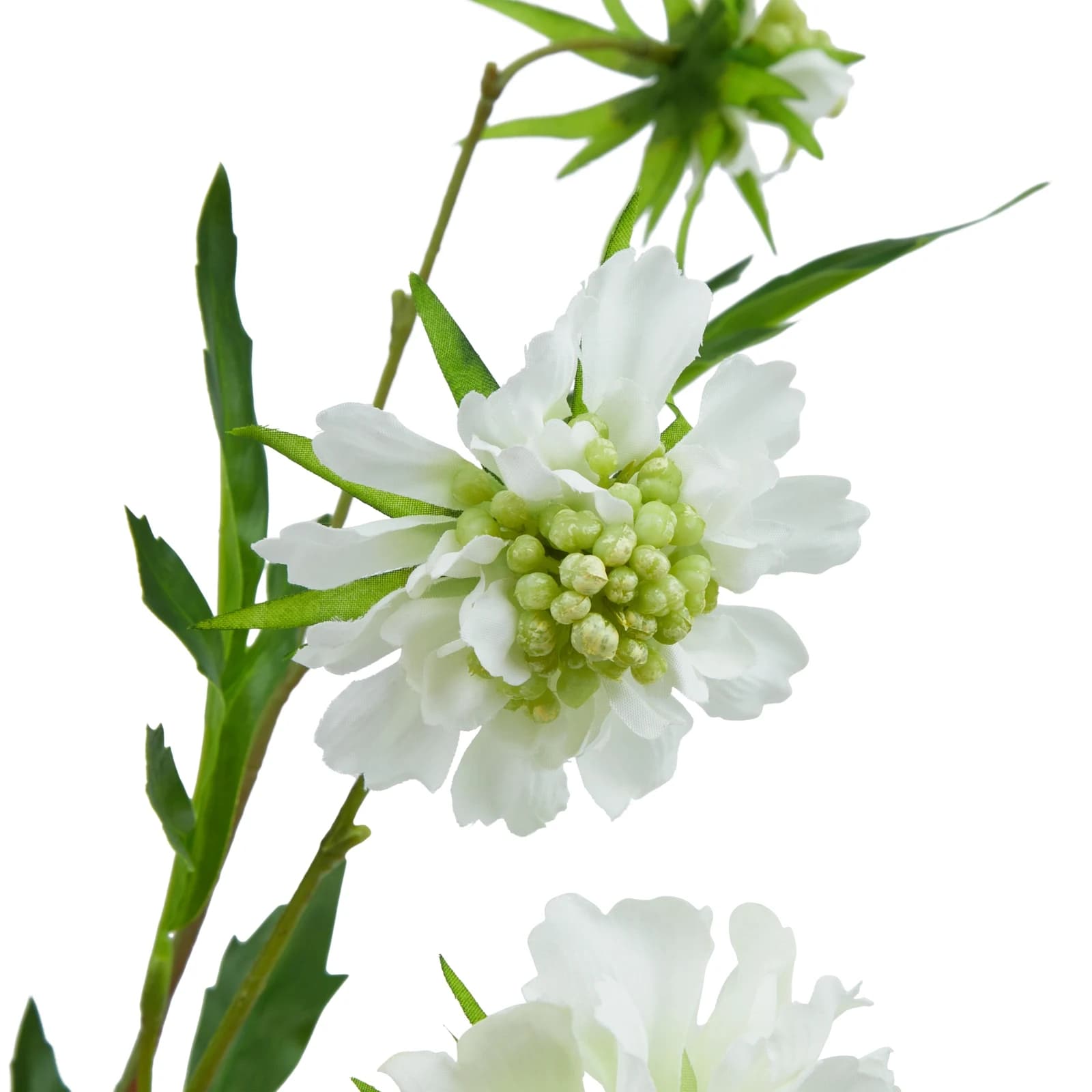 The Natural Garden Collection White Scabious Stem — Pack of 5 - Artificial plants & flowers, photo 4 of 5