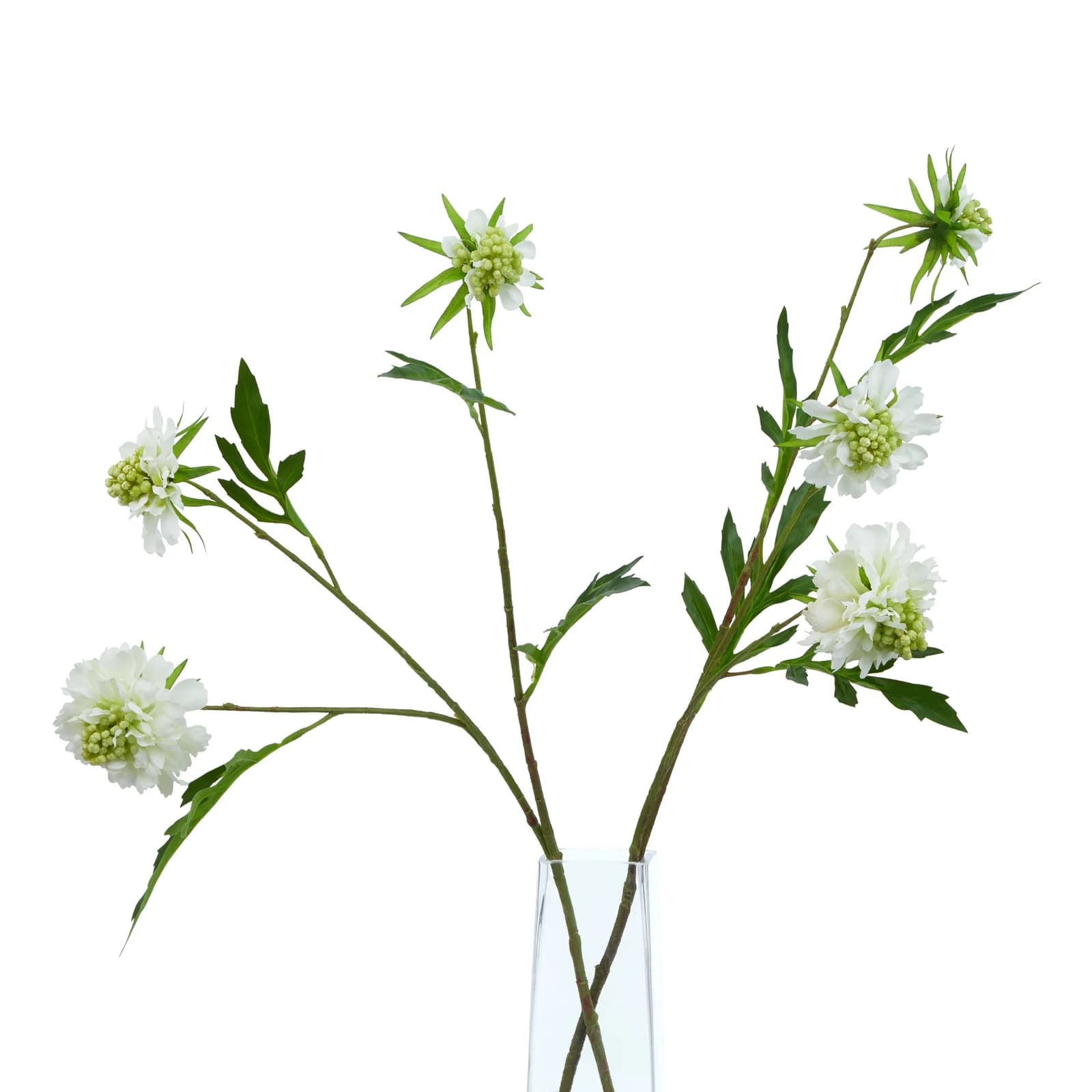 The Natural Garden Collection White Scabious Stem — Pack of 5 - Artificial plants & flowers, photo 5 of 5