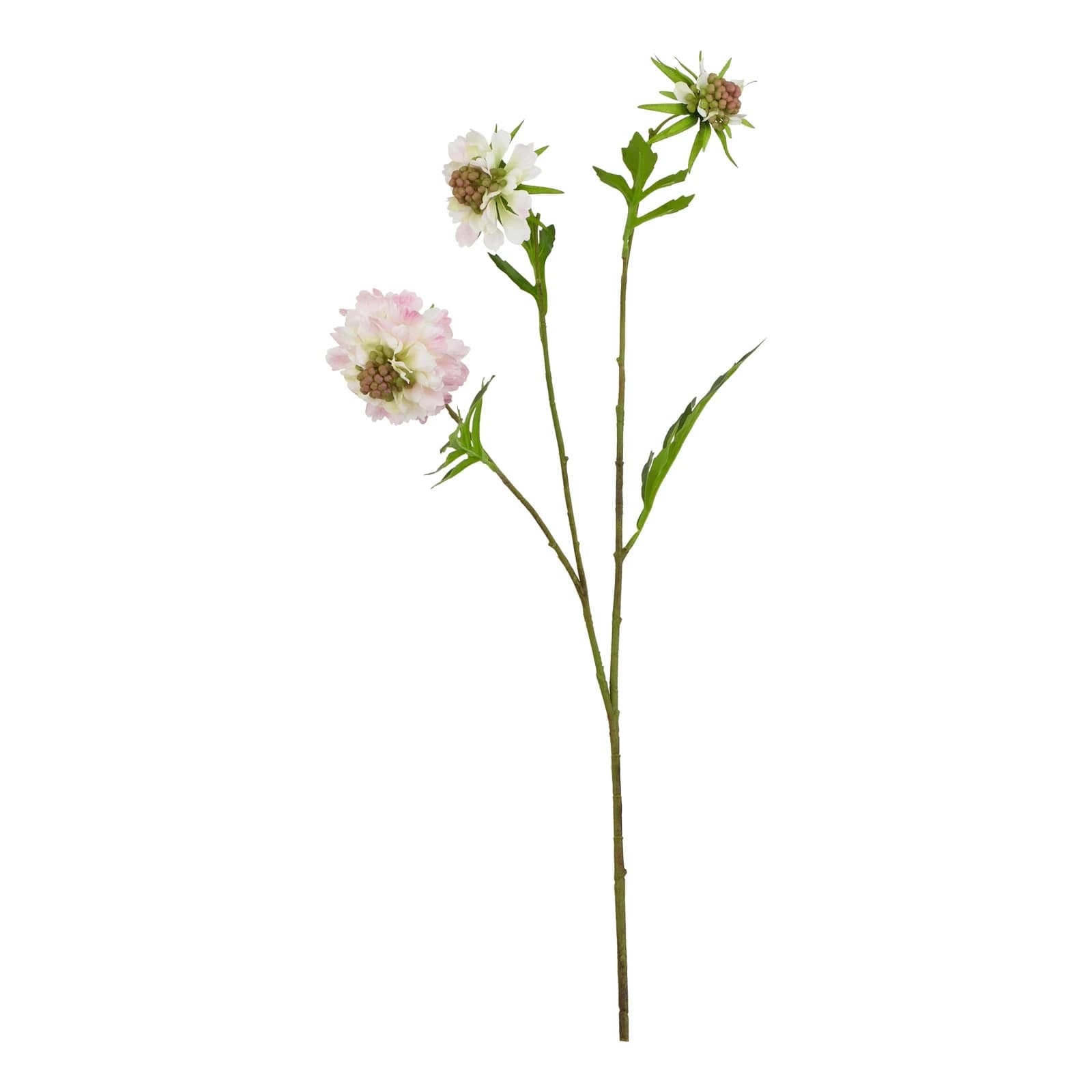 The Natural Garden Collection Pale Pink Scabious Stem — Pack of 5 - Artificial plants & flowers, photo 3 of 5