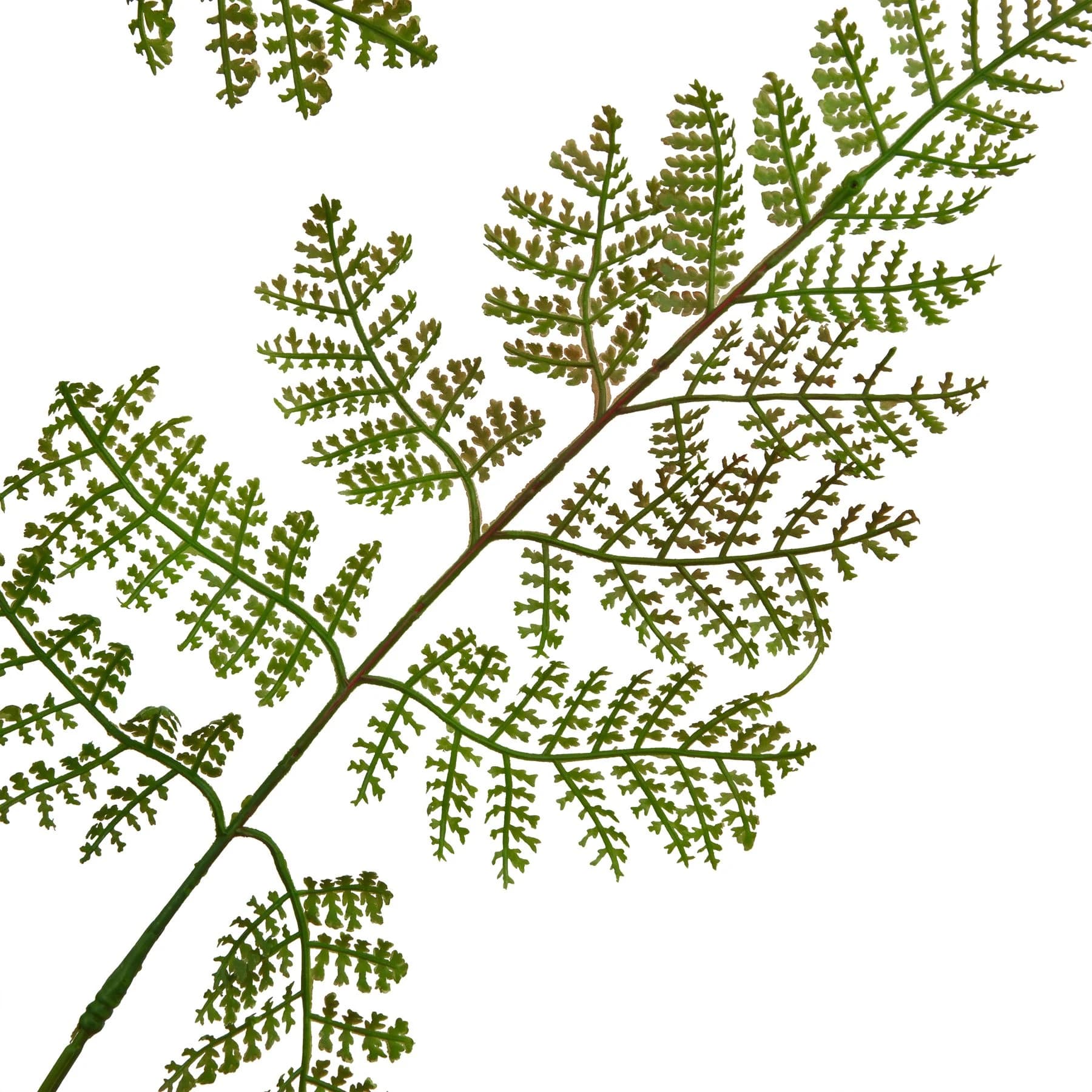 The Natural Garden Collection Large Bracken Fern Spray — Pack of 5 - Artificial plants & flowers, photo 2 of 3