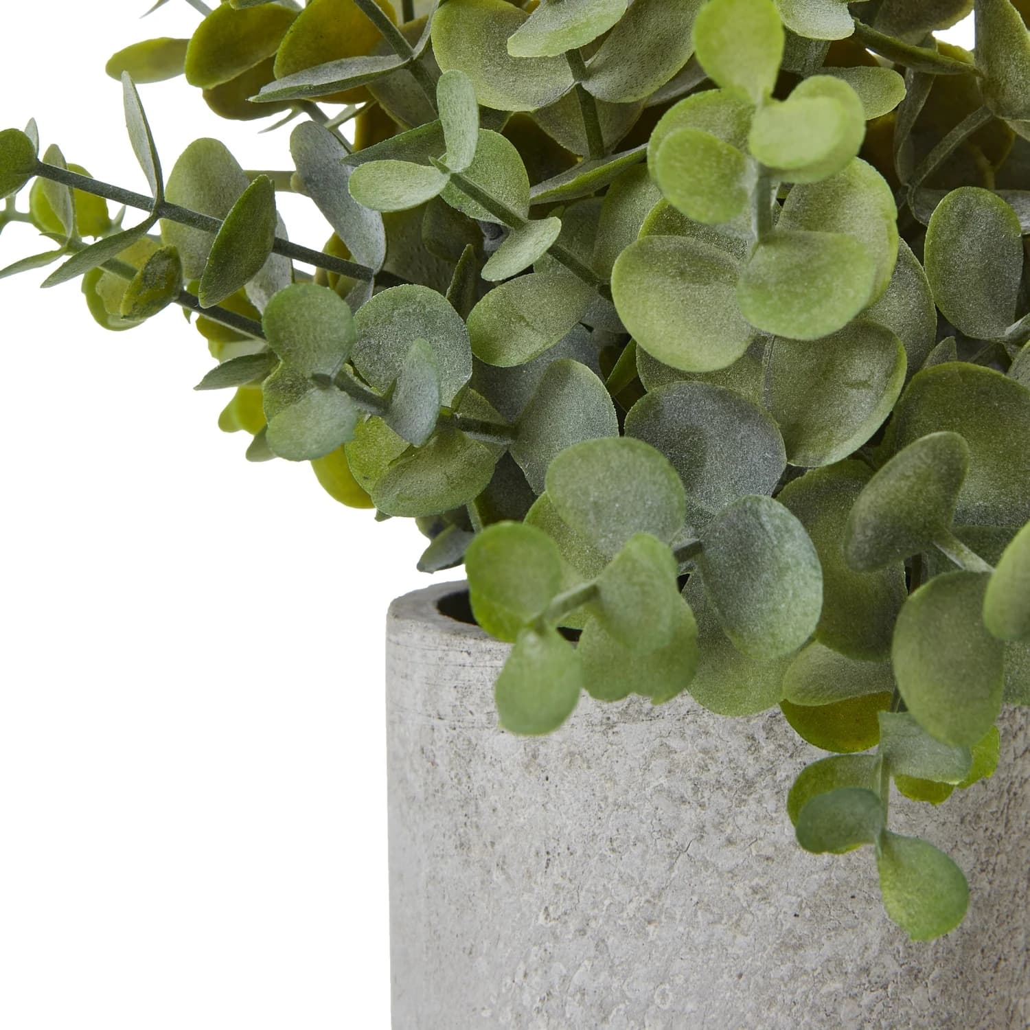 Small Button Eucalyptus Plant In Grey Pot - Artificial plants & flowers, photo 2 of 2