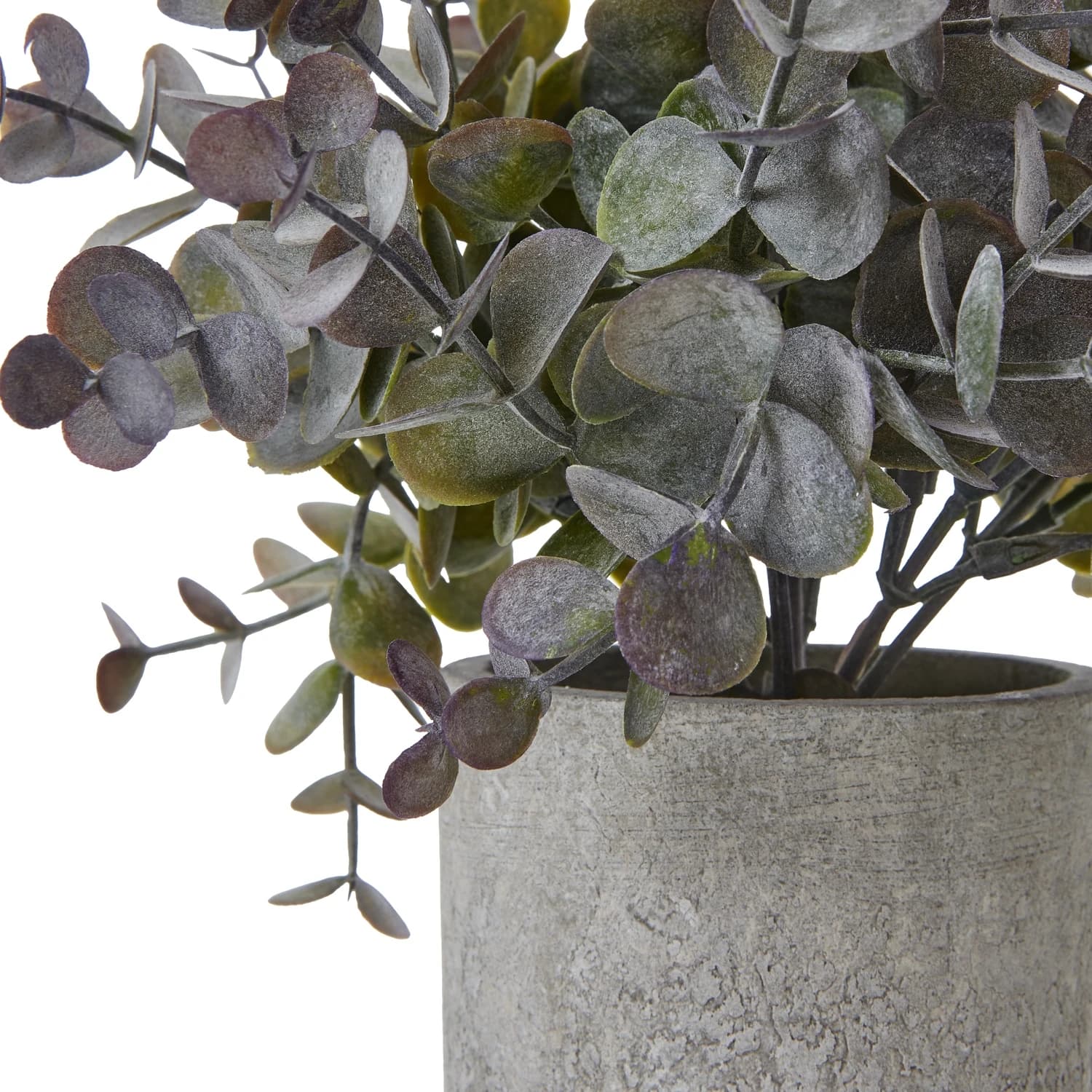 Small Eucalyptus Cinerea Plant In Grey Pot - Artificial plants & flowers, photo 2 of 2