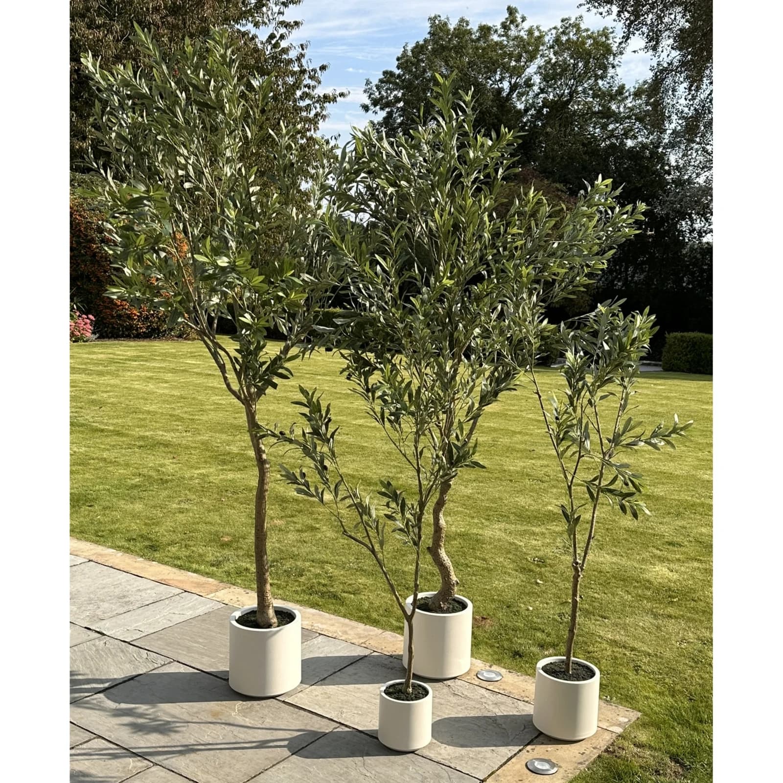 Apulia Olive Tree In White Pot 200Cm - Artificial plants & flowers, photo 5 of 5