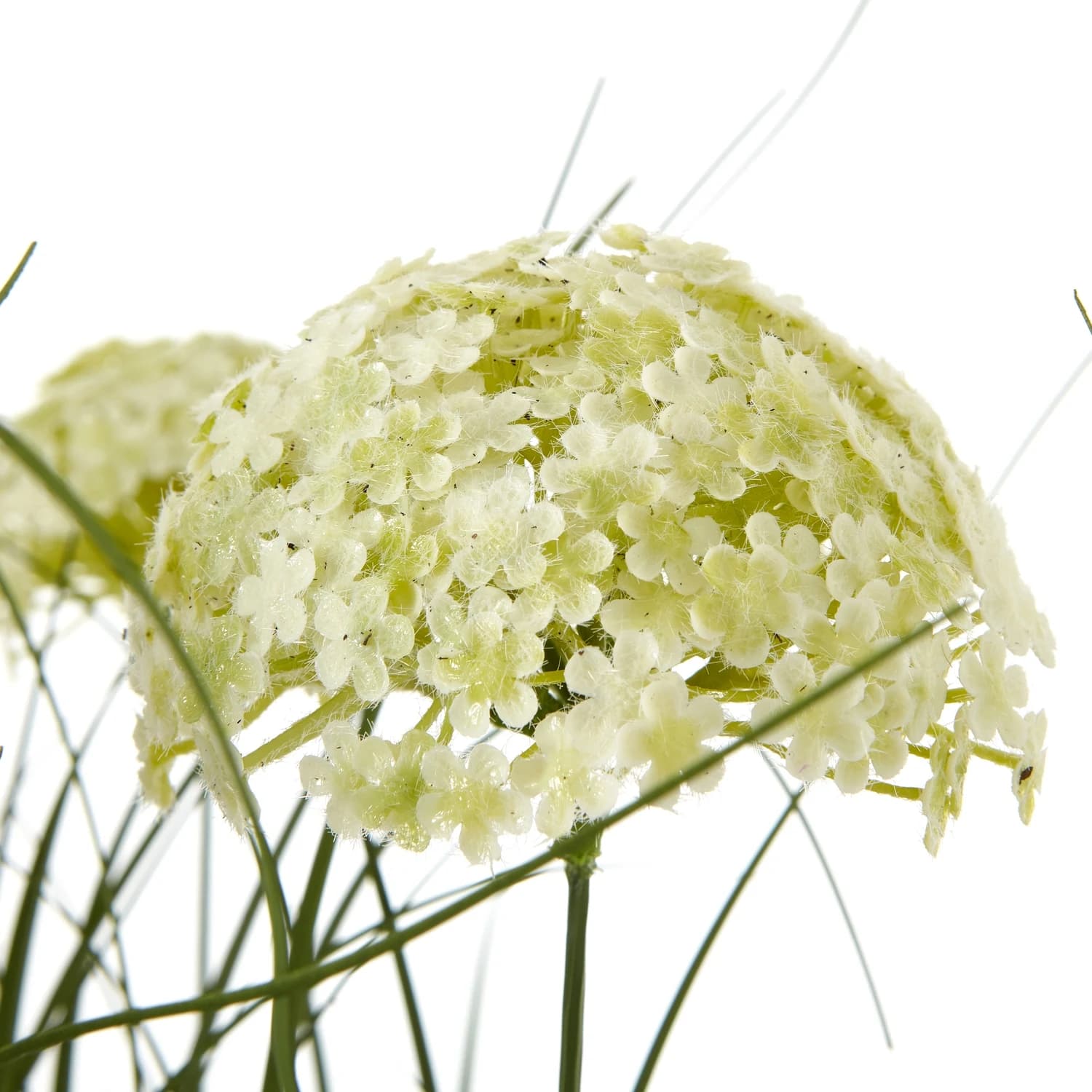 White Allium Plant In Pot - Decorative, photo 2 of 4