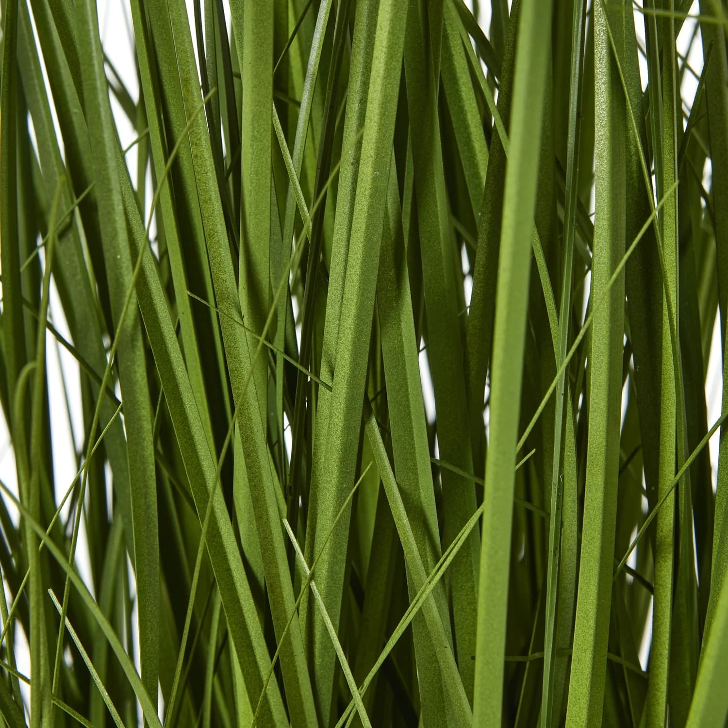 White Allium Plant In Pot - Decorative, photo 3 of 4