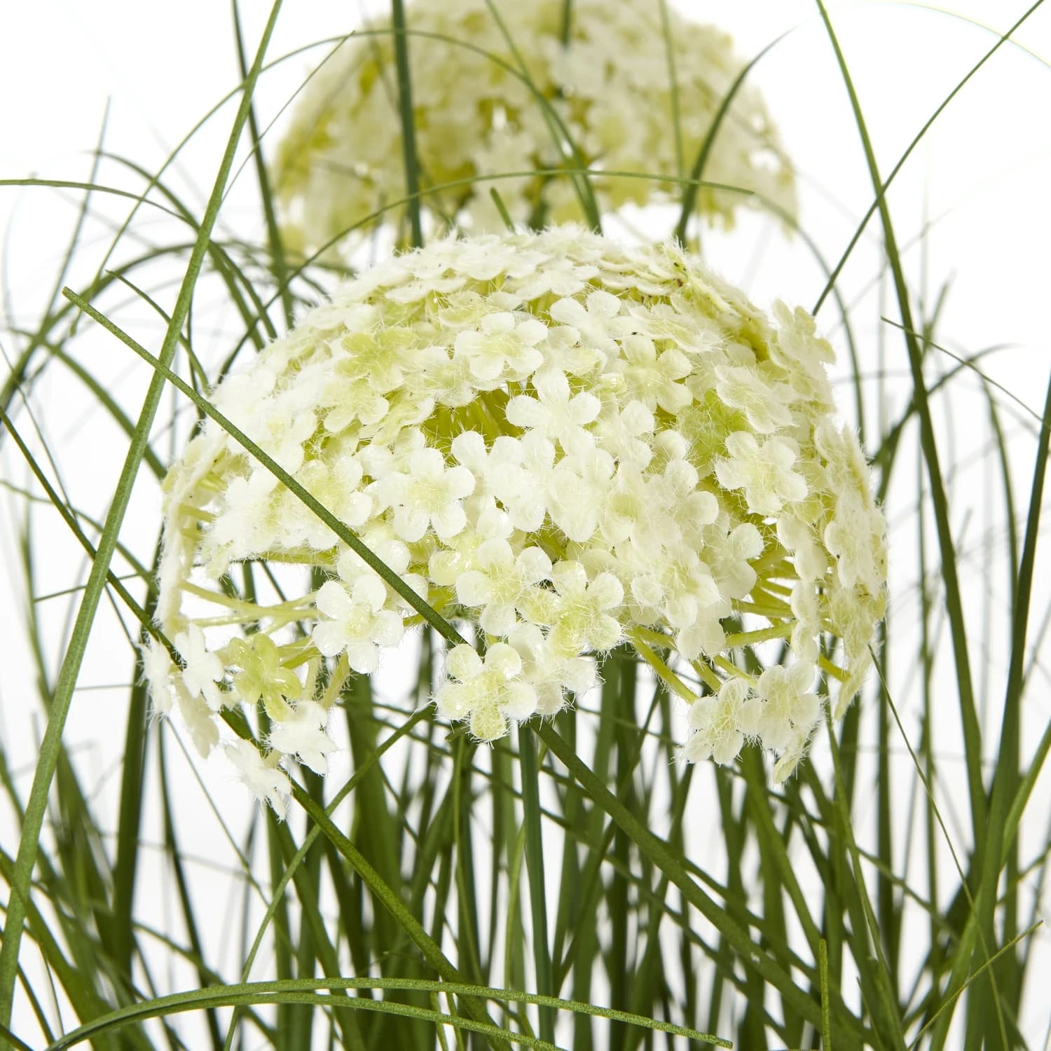 Large White Allium Plant In Pot - Decorative, photo 2 of 4