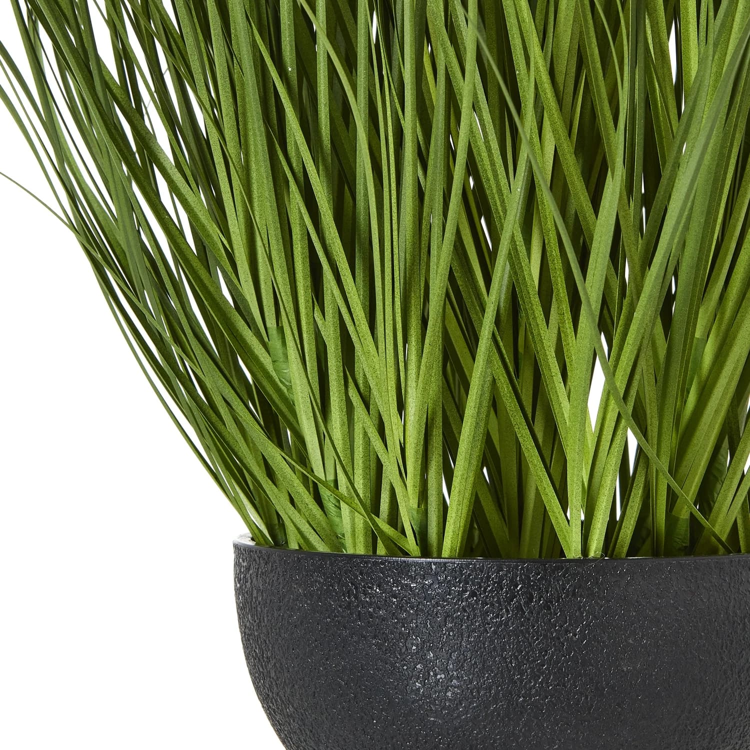 Large White Allium Plant In Pot - Decorative, photo 4 of 4