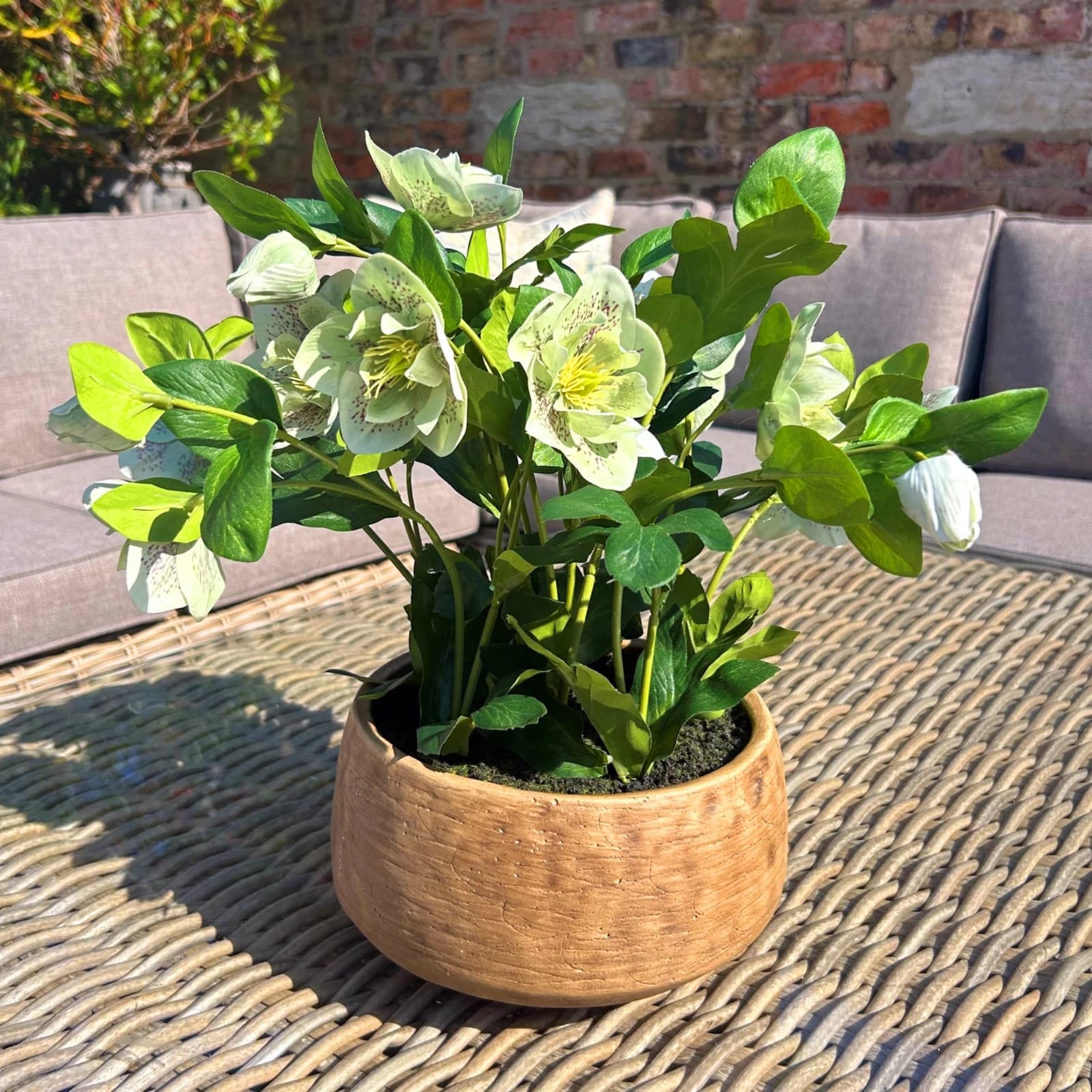 Green Hellebore Plant In Taupe Pot - Decorative, photo 2 of 5