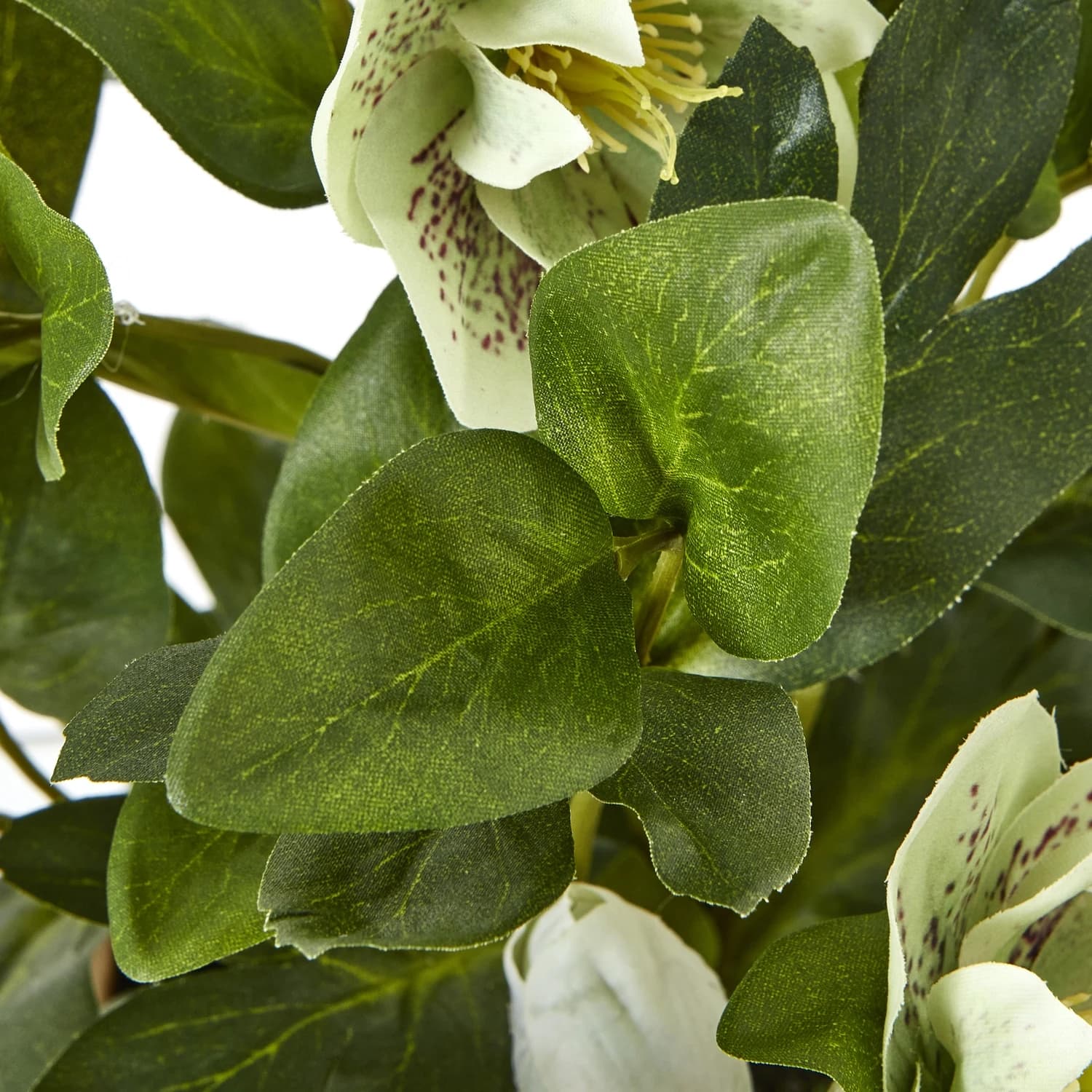 Green Hellebore Plant In Taupe Pot - Decorative, photo 3 of 5