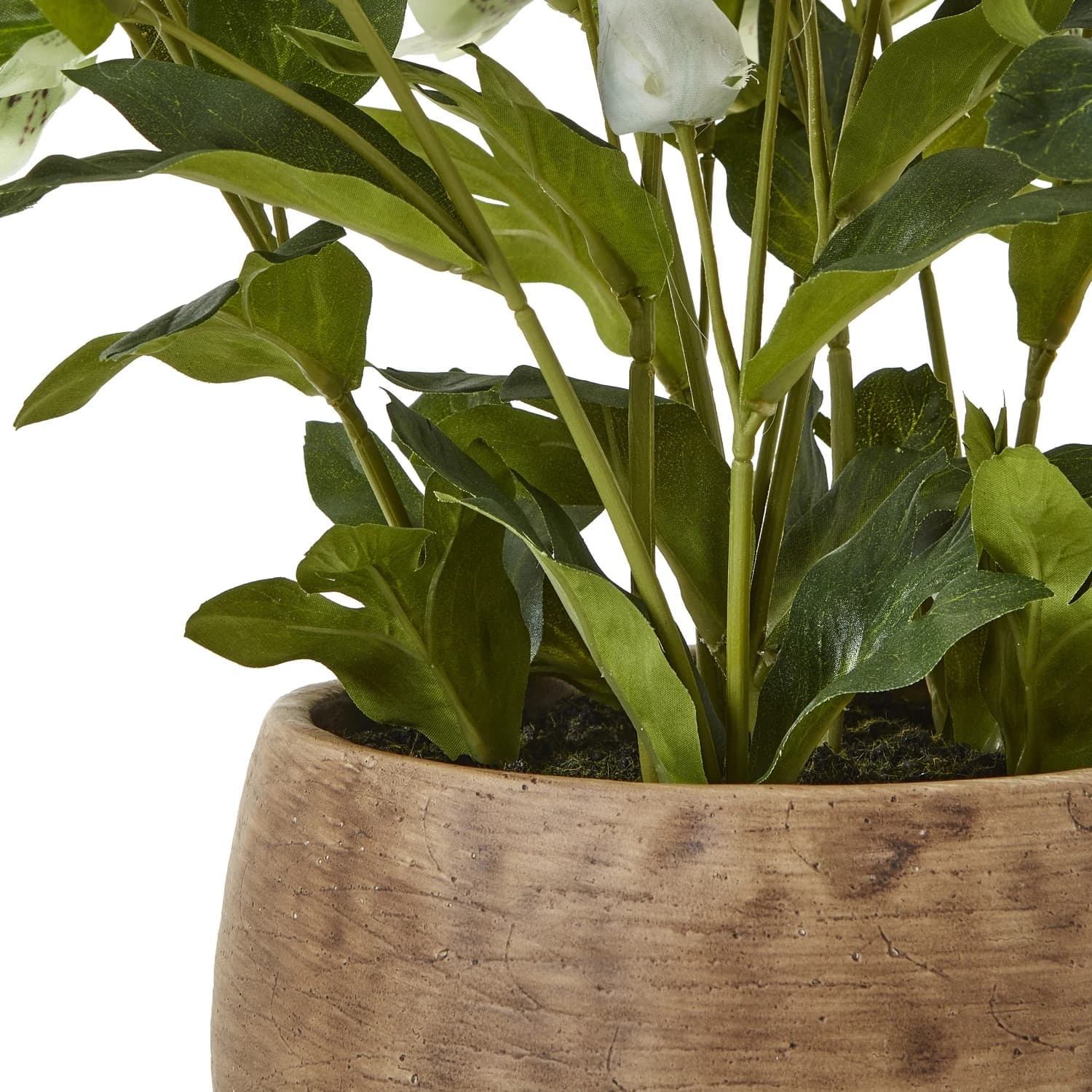 Green Hellebore Plant In Taupe Pot - Decorative, photo 4 of 5
