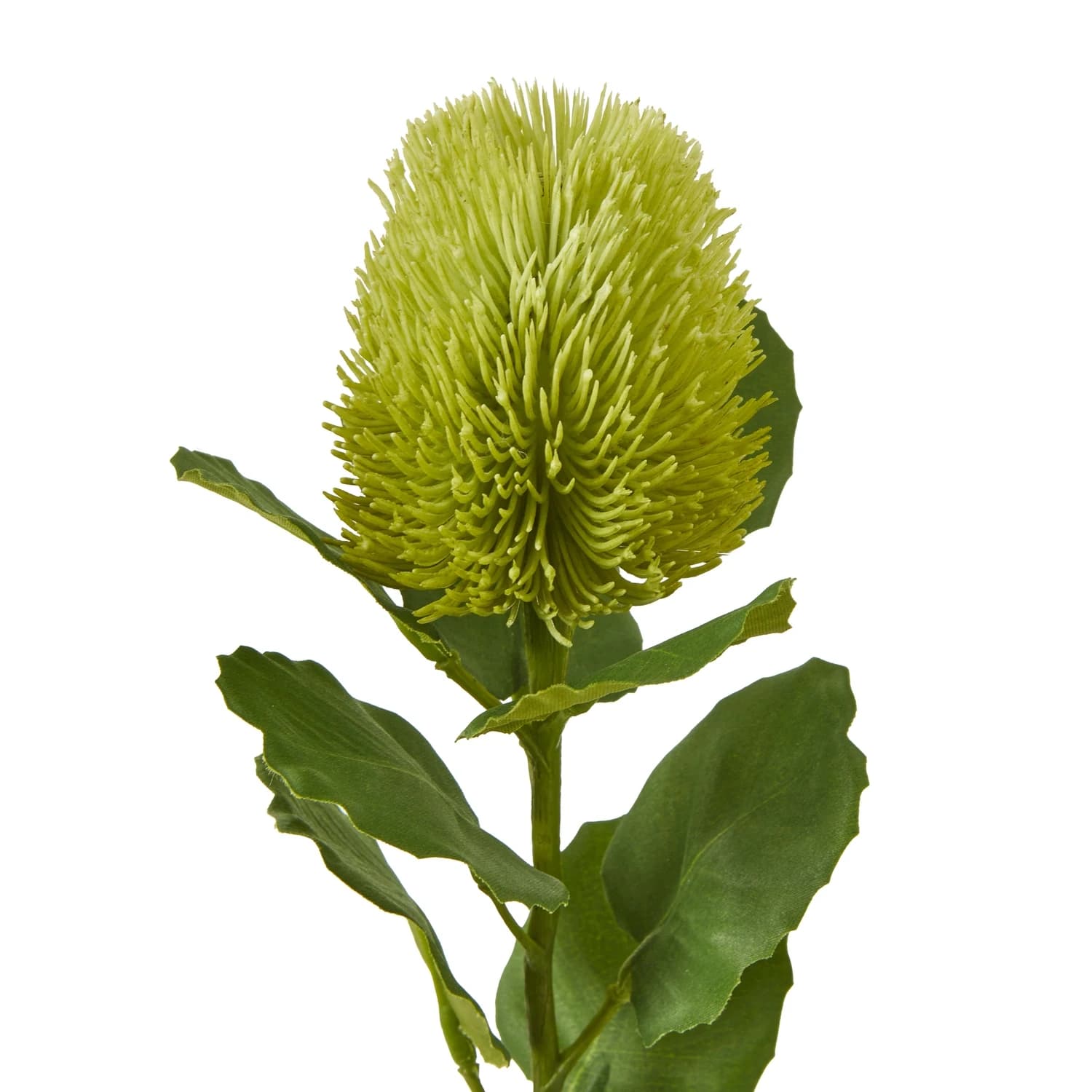 Green Banksia Stem — Pack of 5 - Artificial plants & flowers, photo 2 of 3