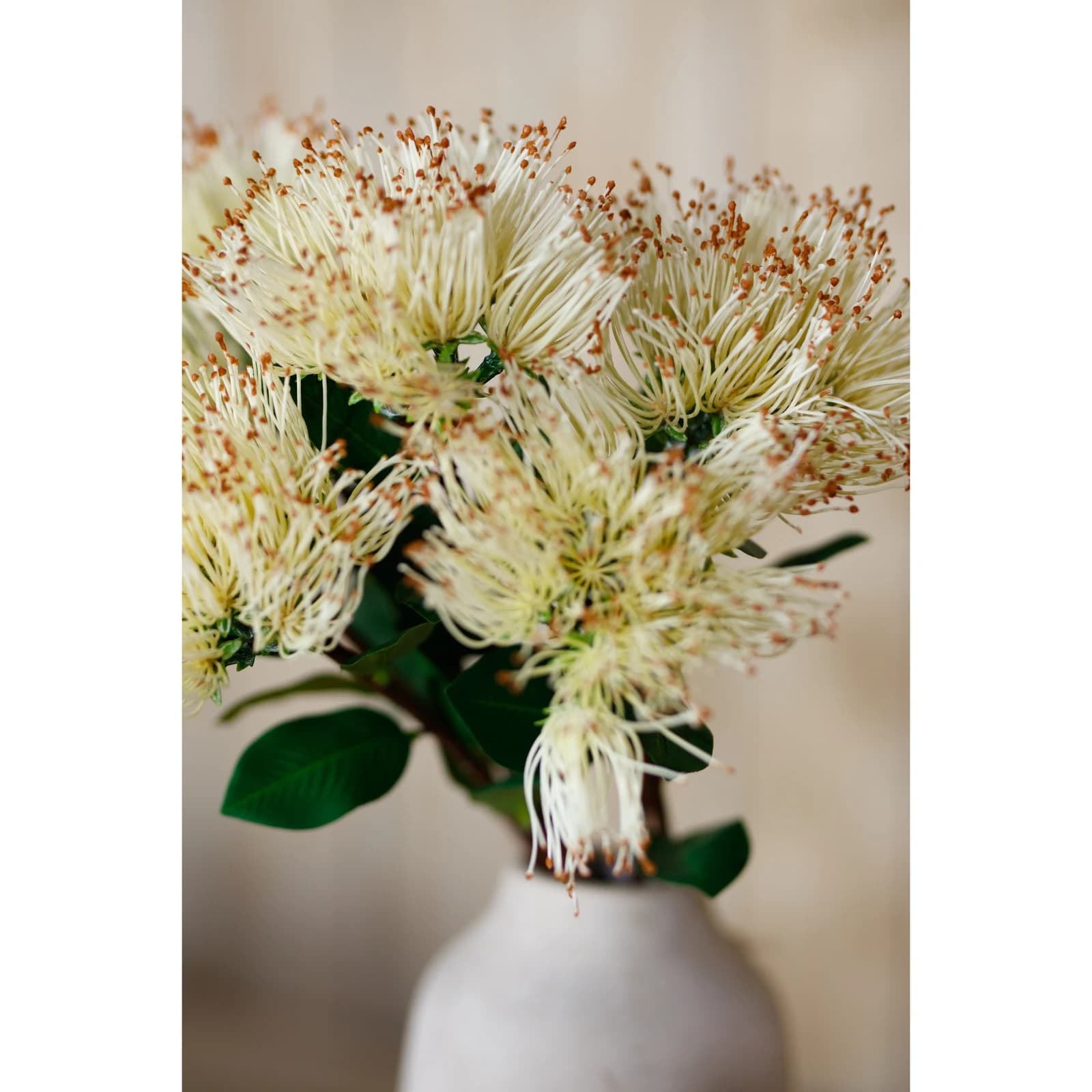 Cream Protea Nitida Stem — Pack of 5 - Artificial plants & flowers, photo 5 of 5