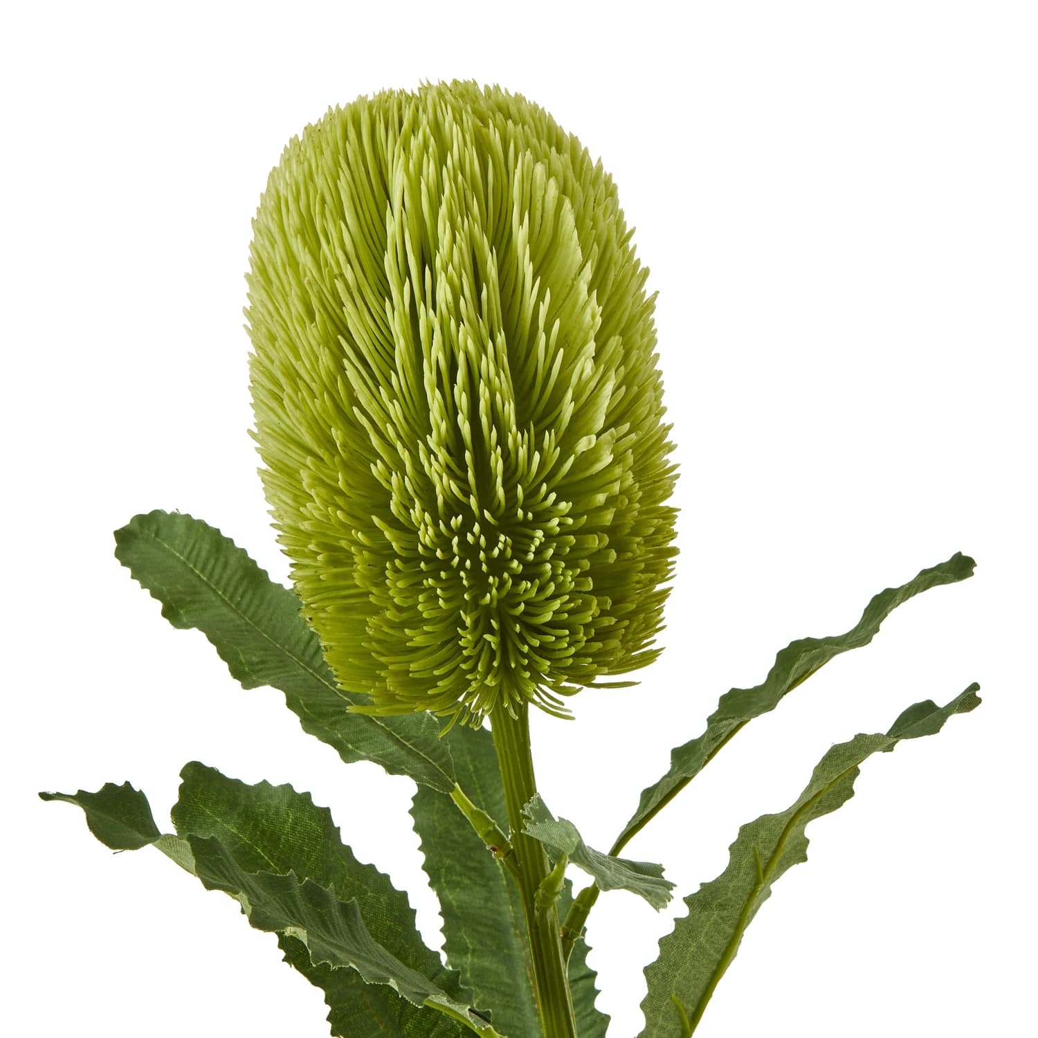 Large Green Banksia Serrata Stem — Pack of 5 - Artificial plants & flowers, photo 2 of 5