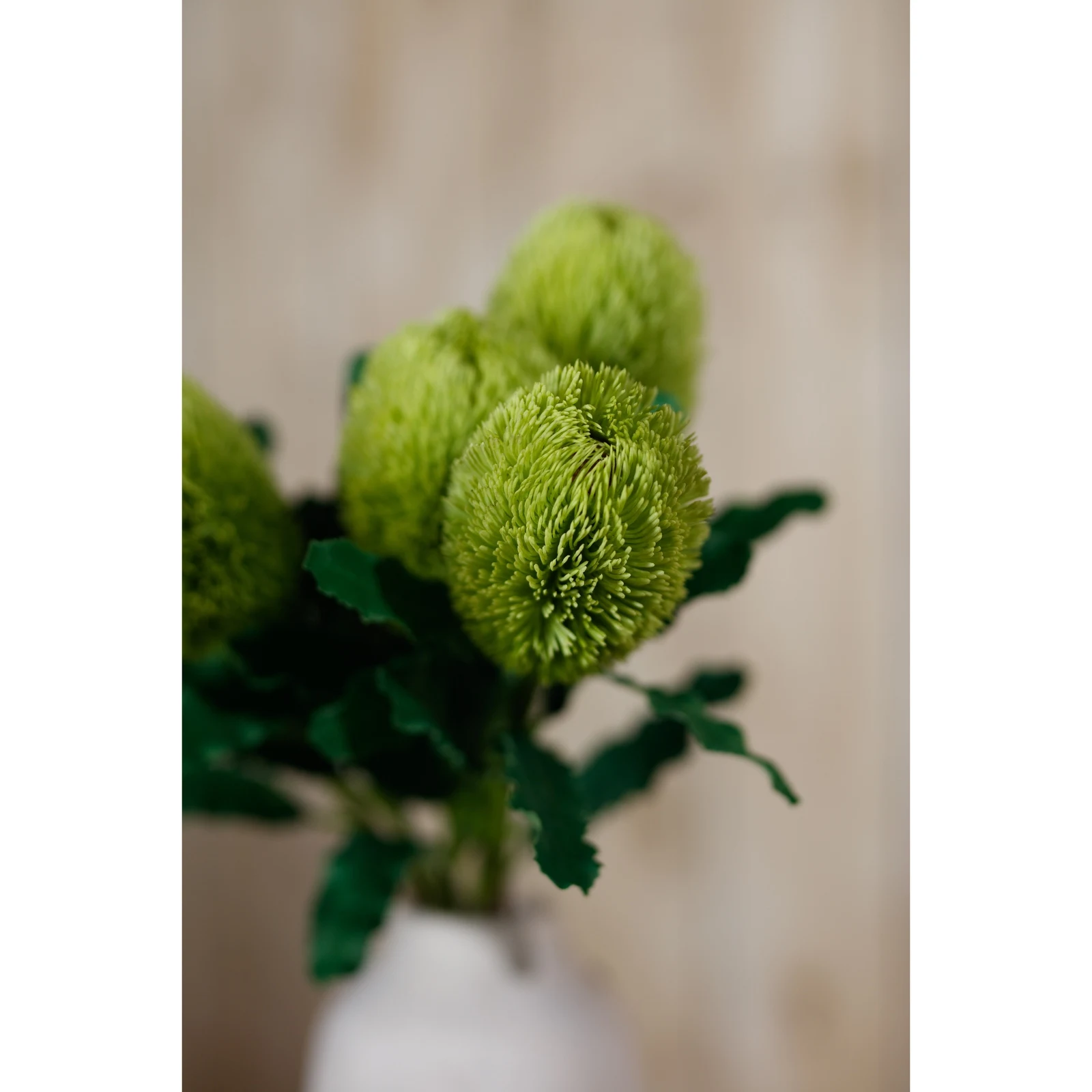 Large Green Banksia Serrata Stem — Pack of 5 - Artificial plants & flowers, photo 5 of 5