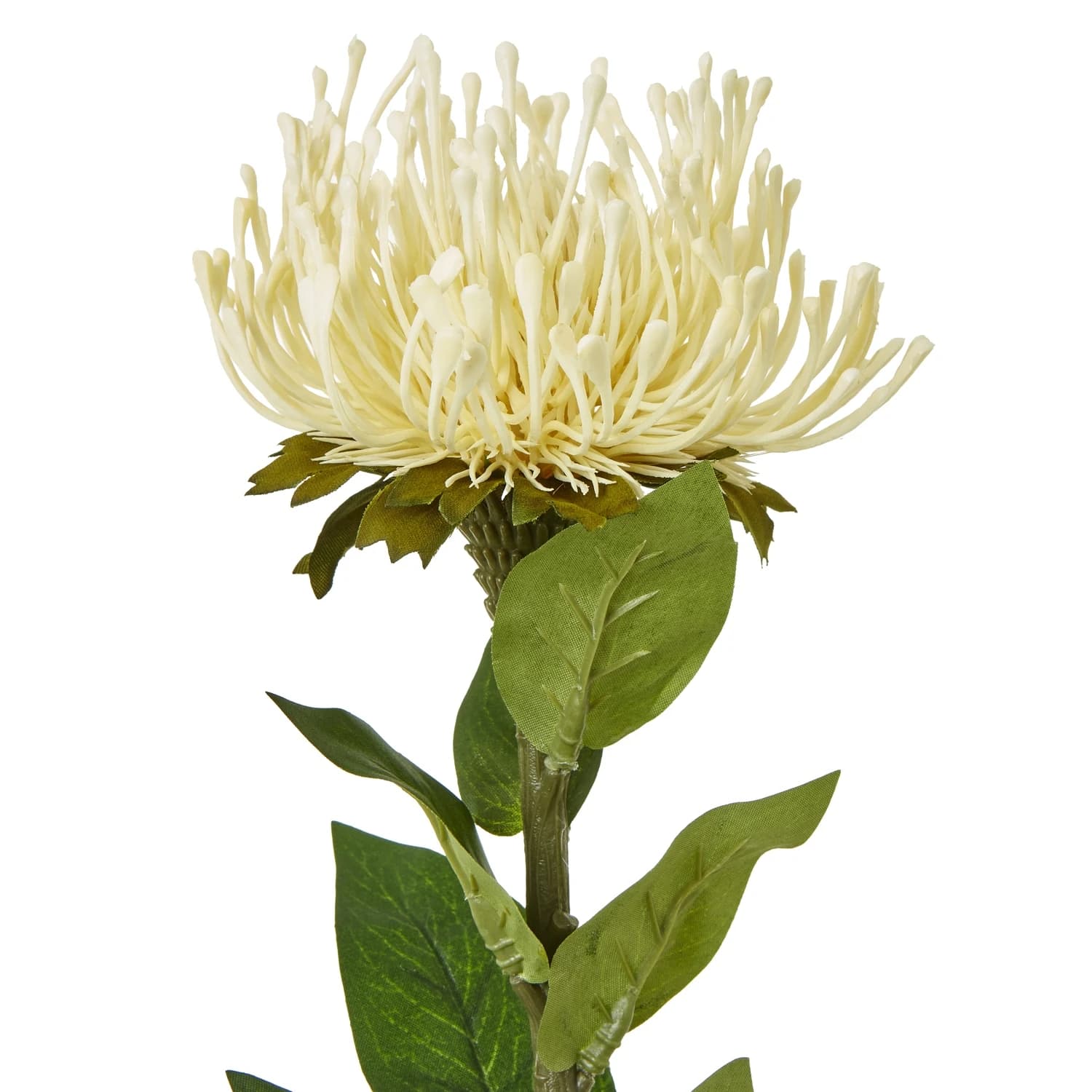 Cream Protea Lorea Stem — Pack of 5 - Artificial plants & flowers, photo 2 of 5