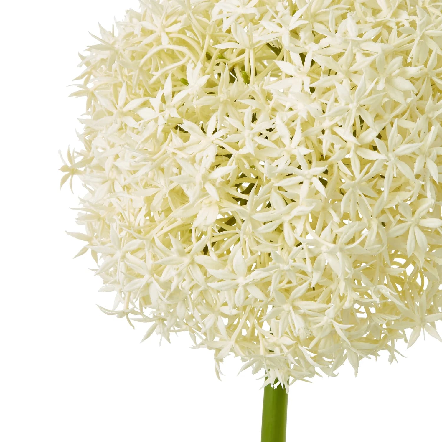 Cream Giant Allium Stem — Pack of 3 - Artificial plants & flowers, photo 2 of 5