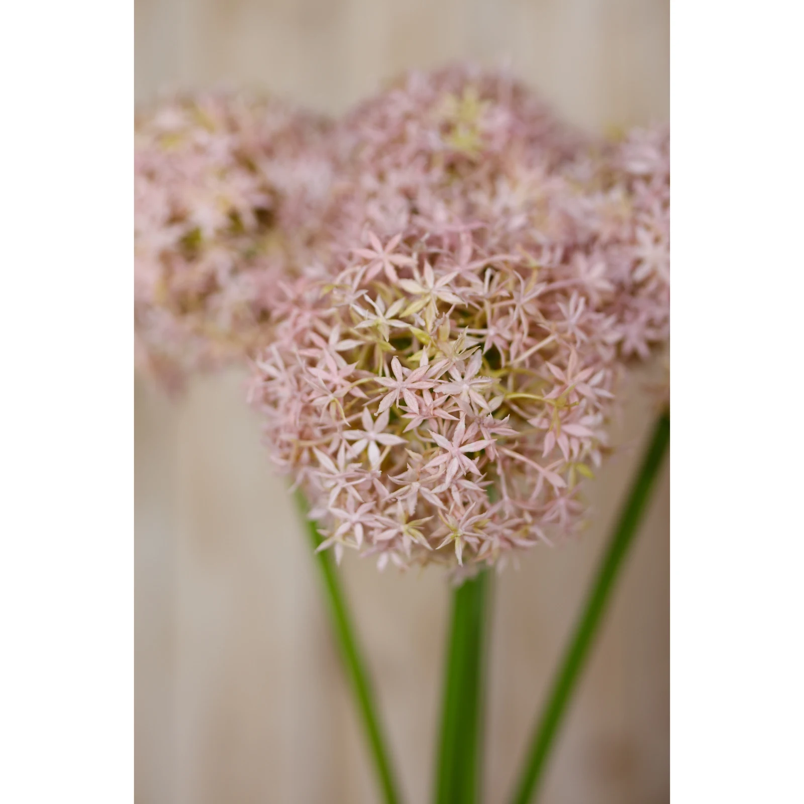 Lilac Giant Allium Stem — Pack of 3 - Artificial plants & flowers, photo 5 of 5