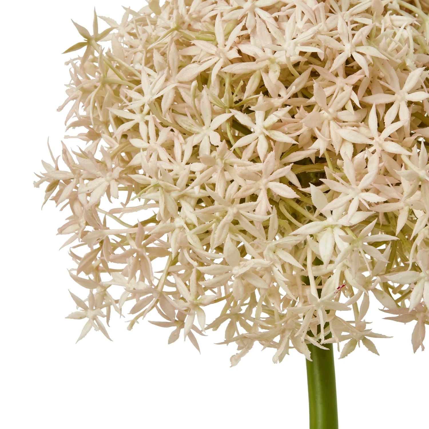 Pink Giant Allium Stem — Pack of 3 - Artificial plants & flowers, photo 2 of 5