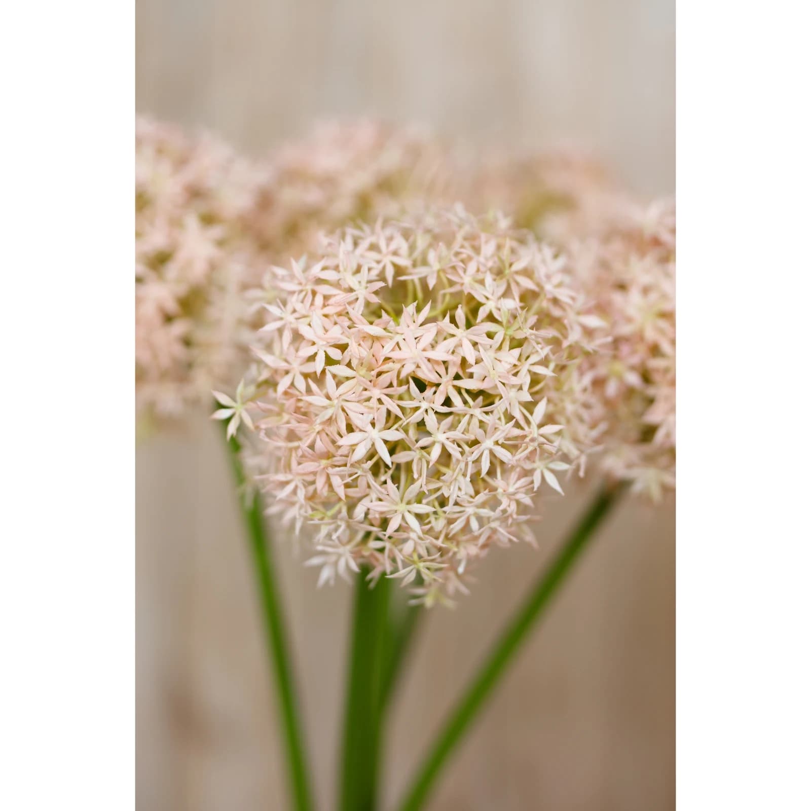 Pink Giant Allium Stem — Pack of 3 - Artificial plants & flowers, photo 5 of 5
