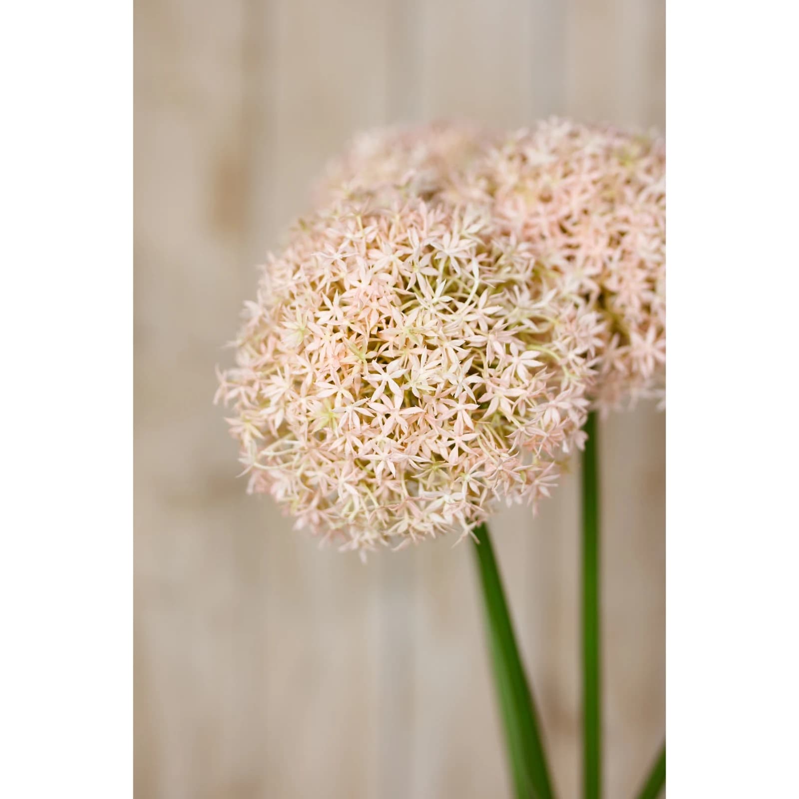 Pink Medium Allium Stem — Pack of 5 - Artificial plants & flowers, photo 5 of 5