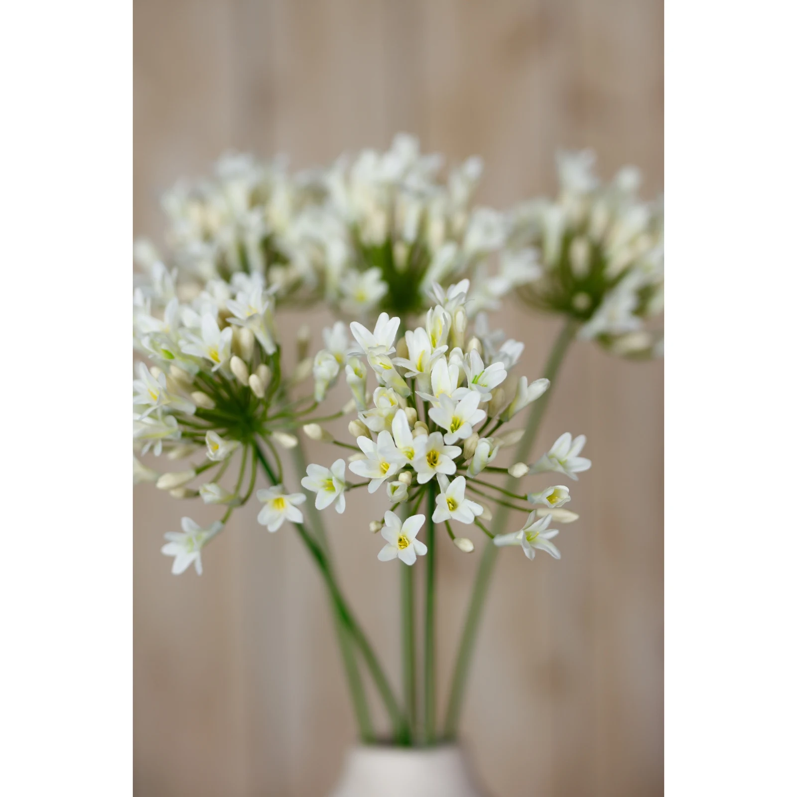 Cream Agapanthus Spray — Pack of 5 - Artificial plants & flowers, photo 5 of 5
