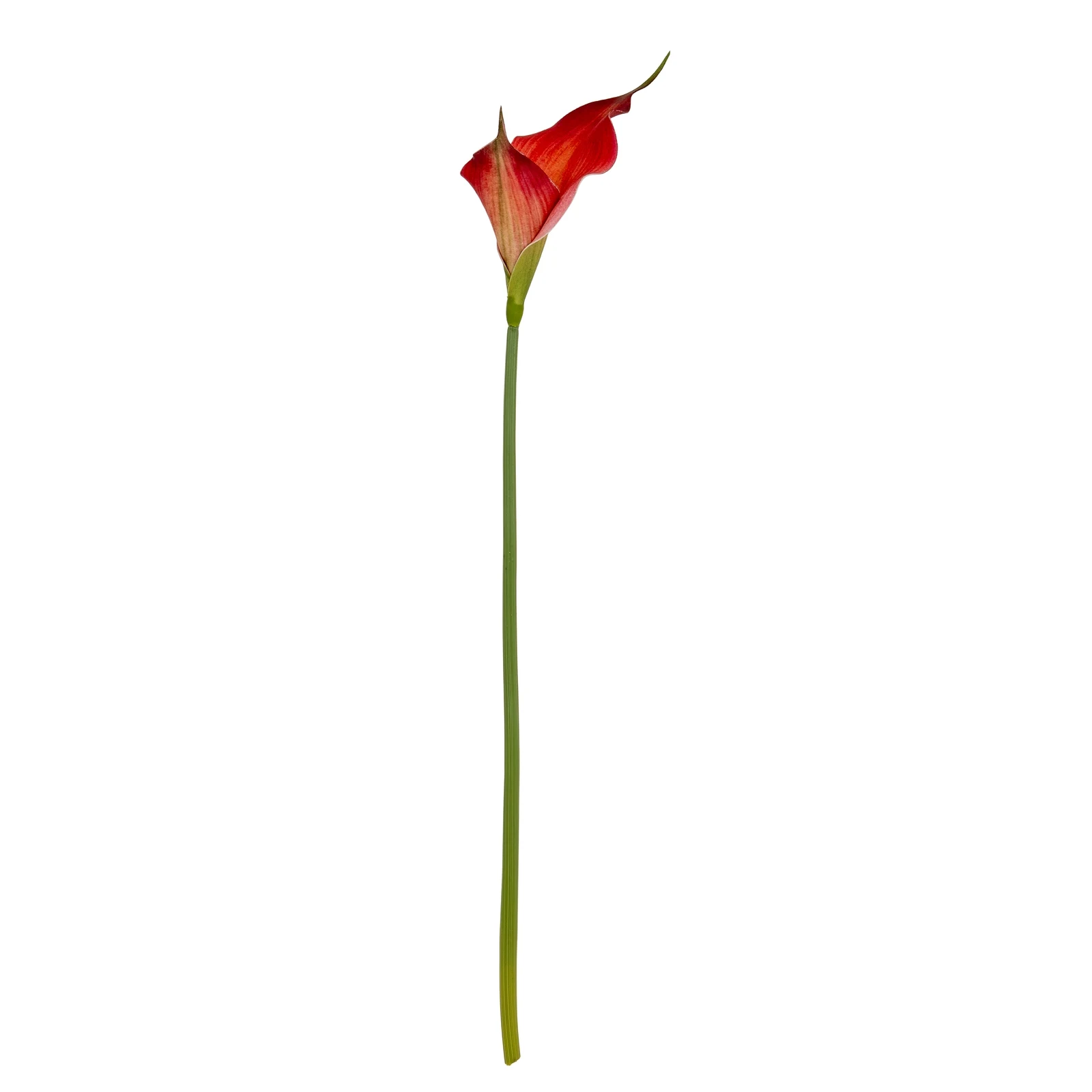 Fireball Calla Lily — Pack of 5 - Artificial plants & flowers, photo 4 of 4