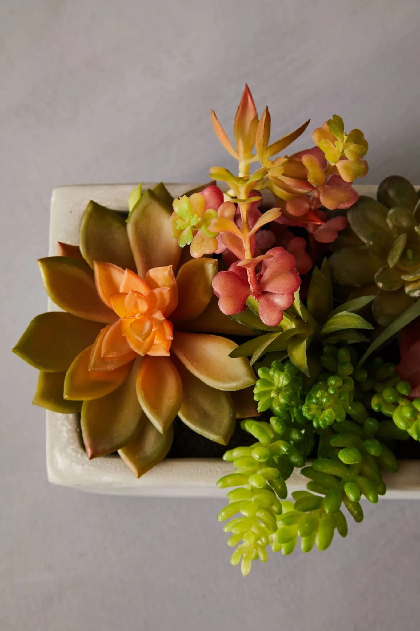 Fiori Mixed Succulents in Rectangular Cement Pot - Decorative, photo 2 of 5