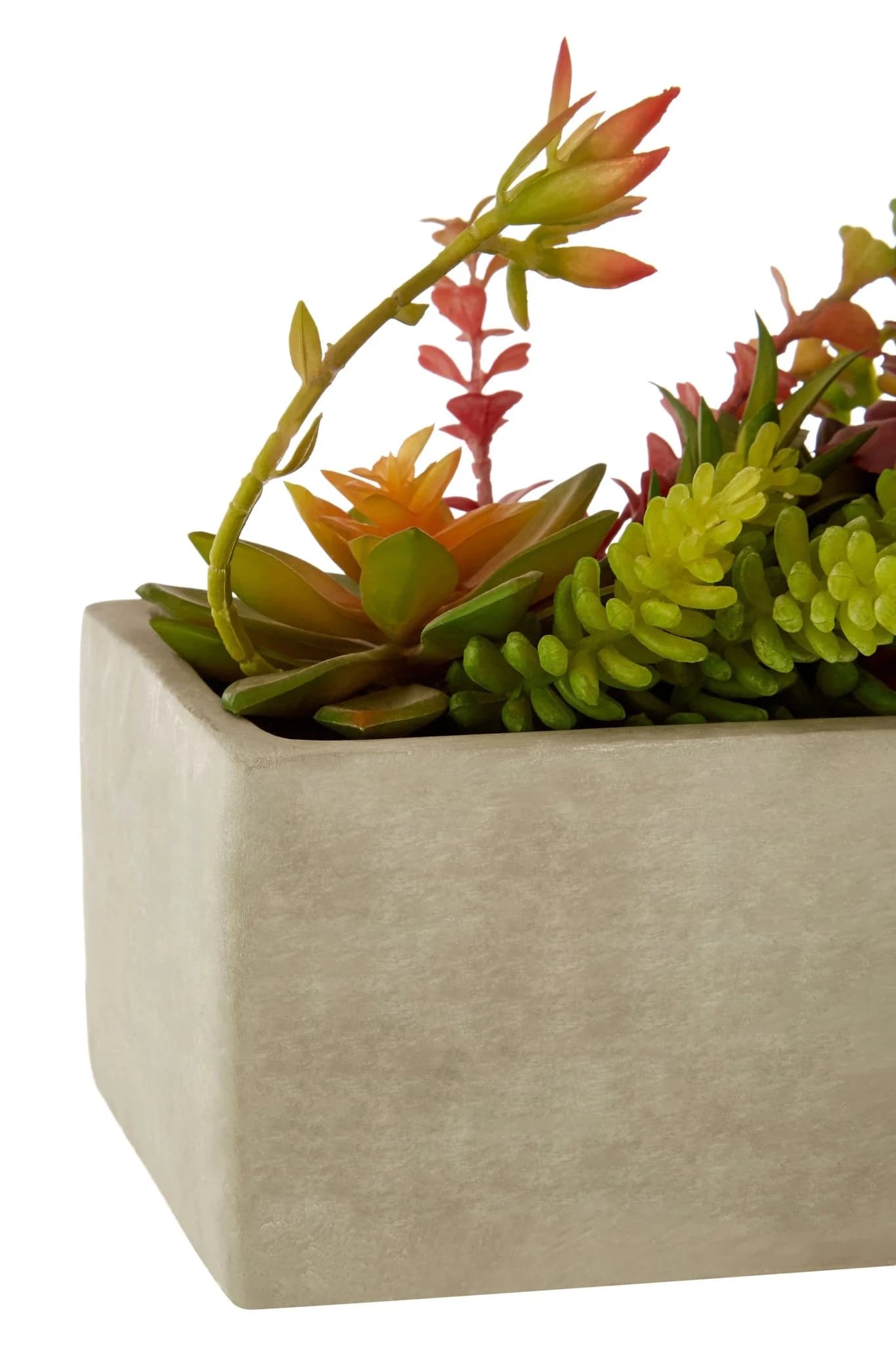 Fiori Mixed Succulents in Rectangular Cement Pot - Decorative, photo 4 of 5