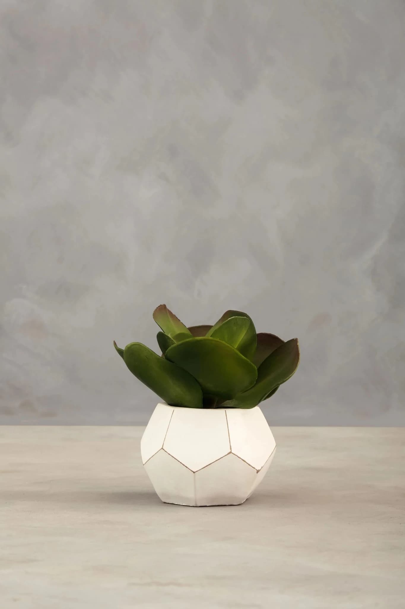 Fiori Succulent in White Faceted Geometric Pot - Decorative, photo 8 of 8