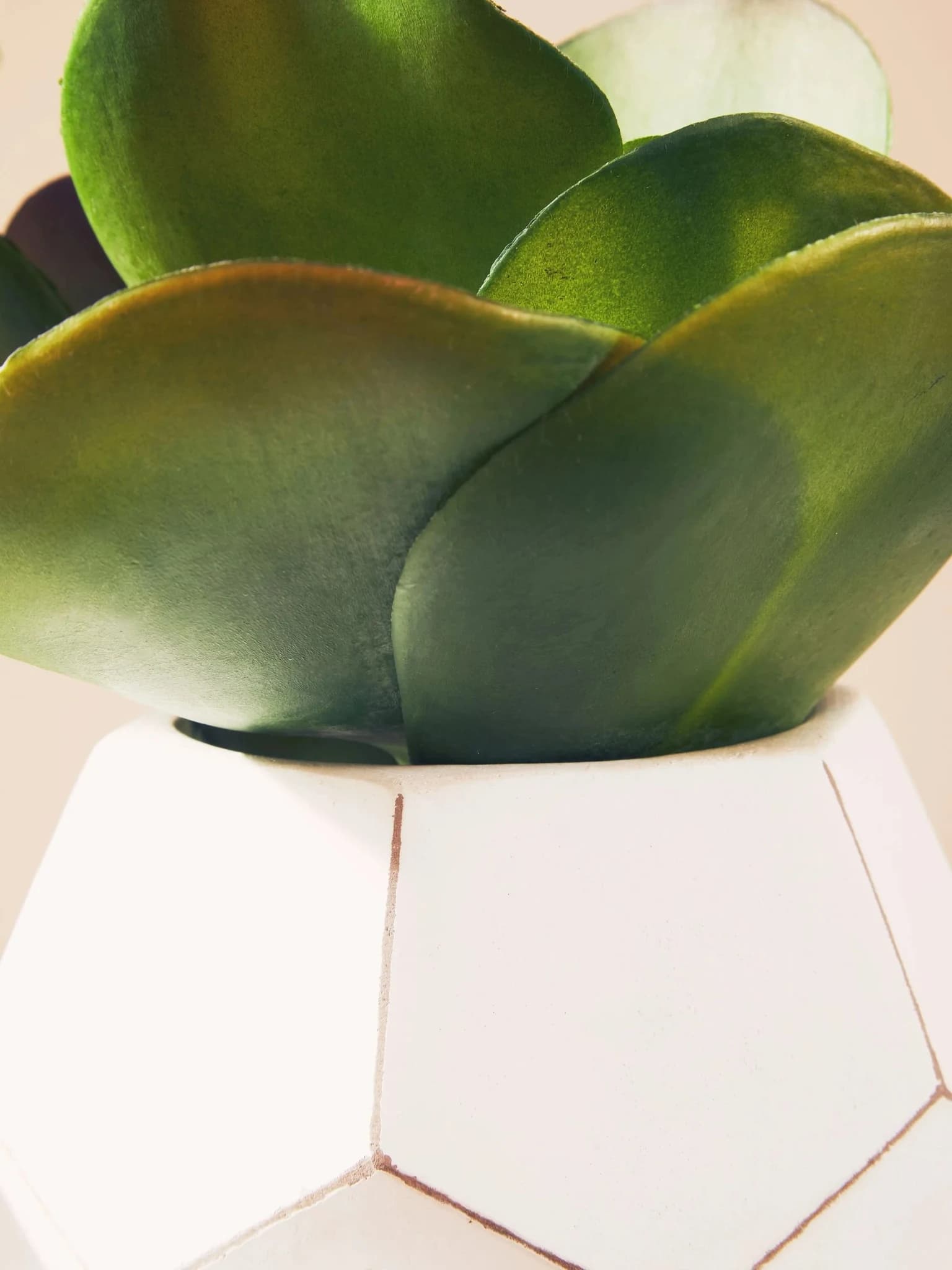 Fiori Succulent in White Faceted Geometric Pot - Decorative, photo 2 of 8