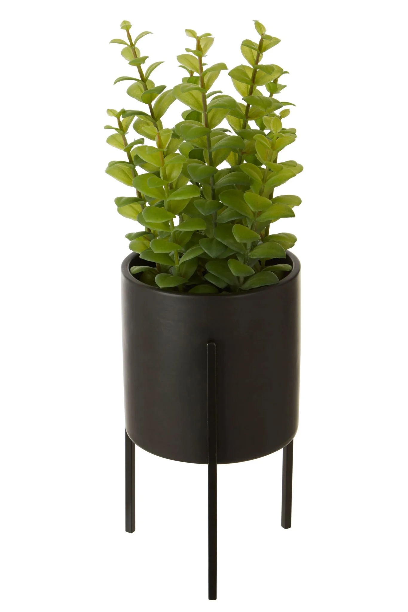 Fiori Thyme in Black Pot with Stand - Decorative, photo 6 of 7