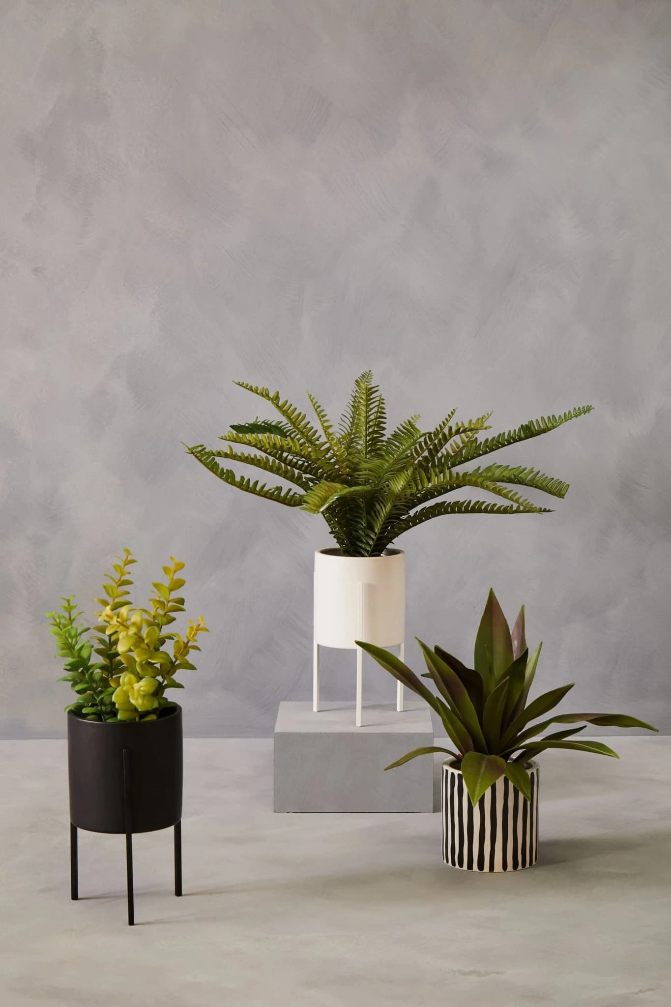 Fiori Thyme in Black Pot with Stand - Decorative, photo 5 of 7