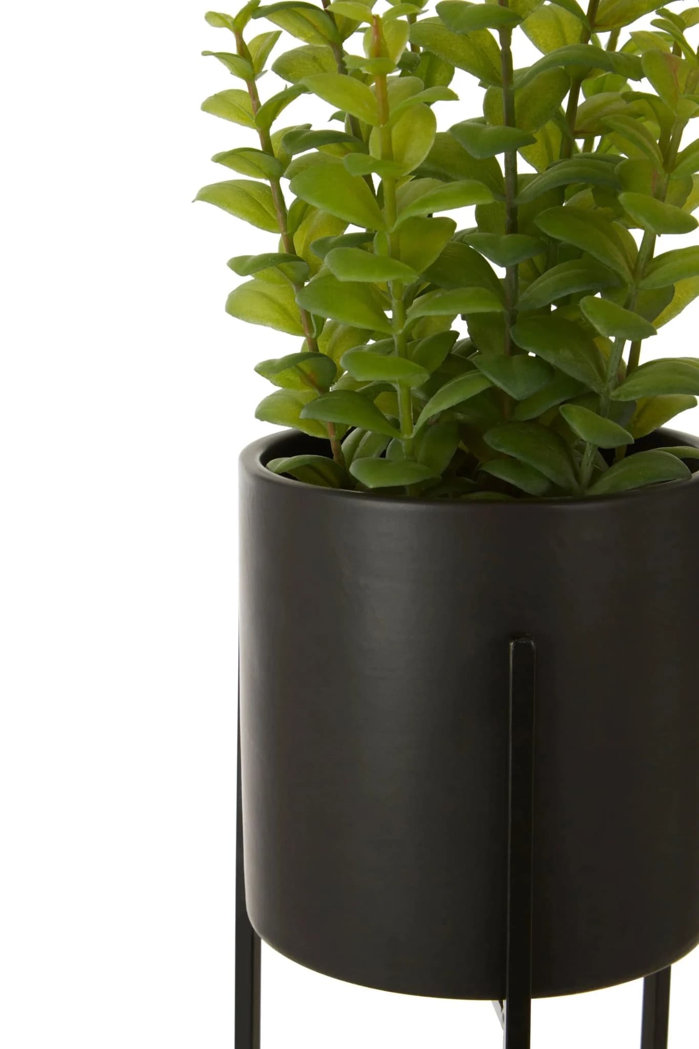Fiori Thyme in Black Pot with Stand - Decorative, photo 7 of 7