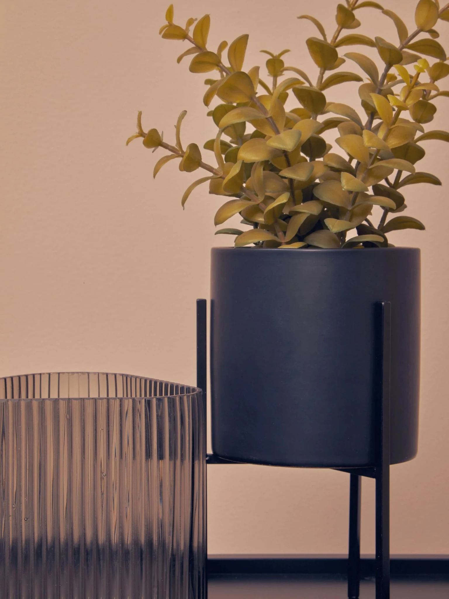 Fiori Thyme in Black Pot with Stand - Decorative, photo 2 of 7