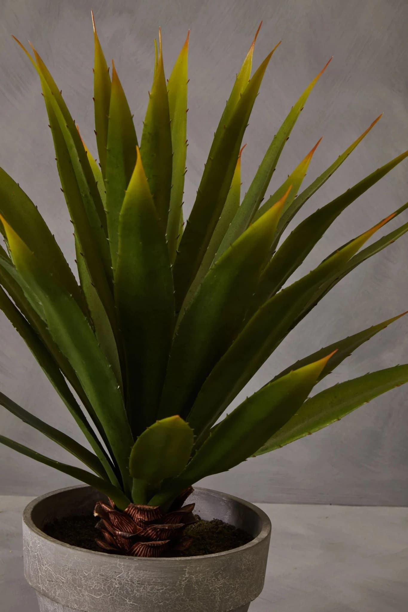 Fiori Agave Succulent in Grey Cement Effect Pot - Decorative, photo 5 of 7