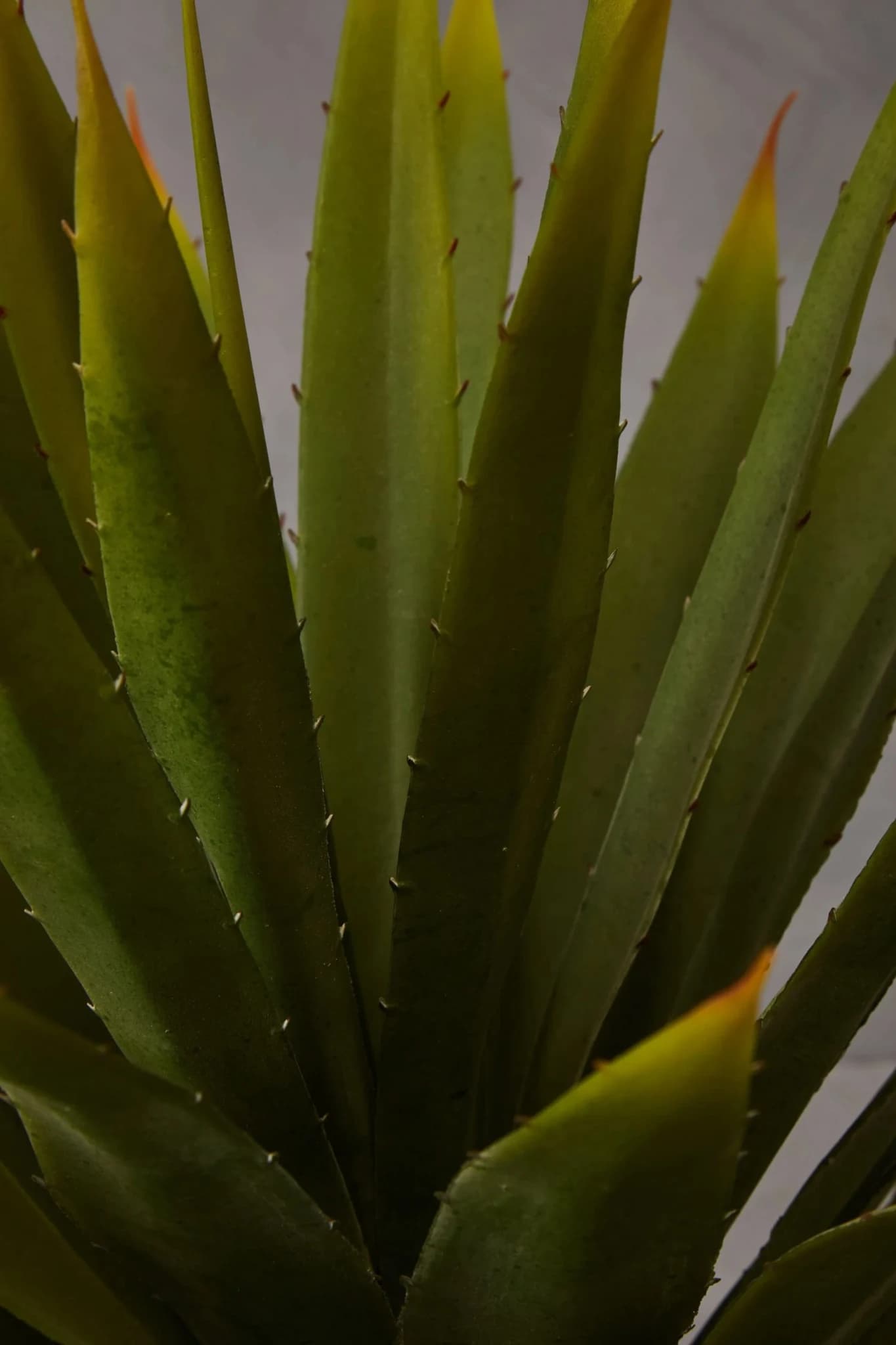 Fiori Agave Succulent in Grey Cement Effect Pot - Decorative, photo 4 of 7
