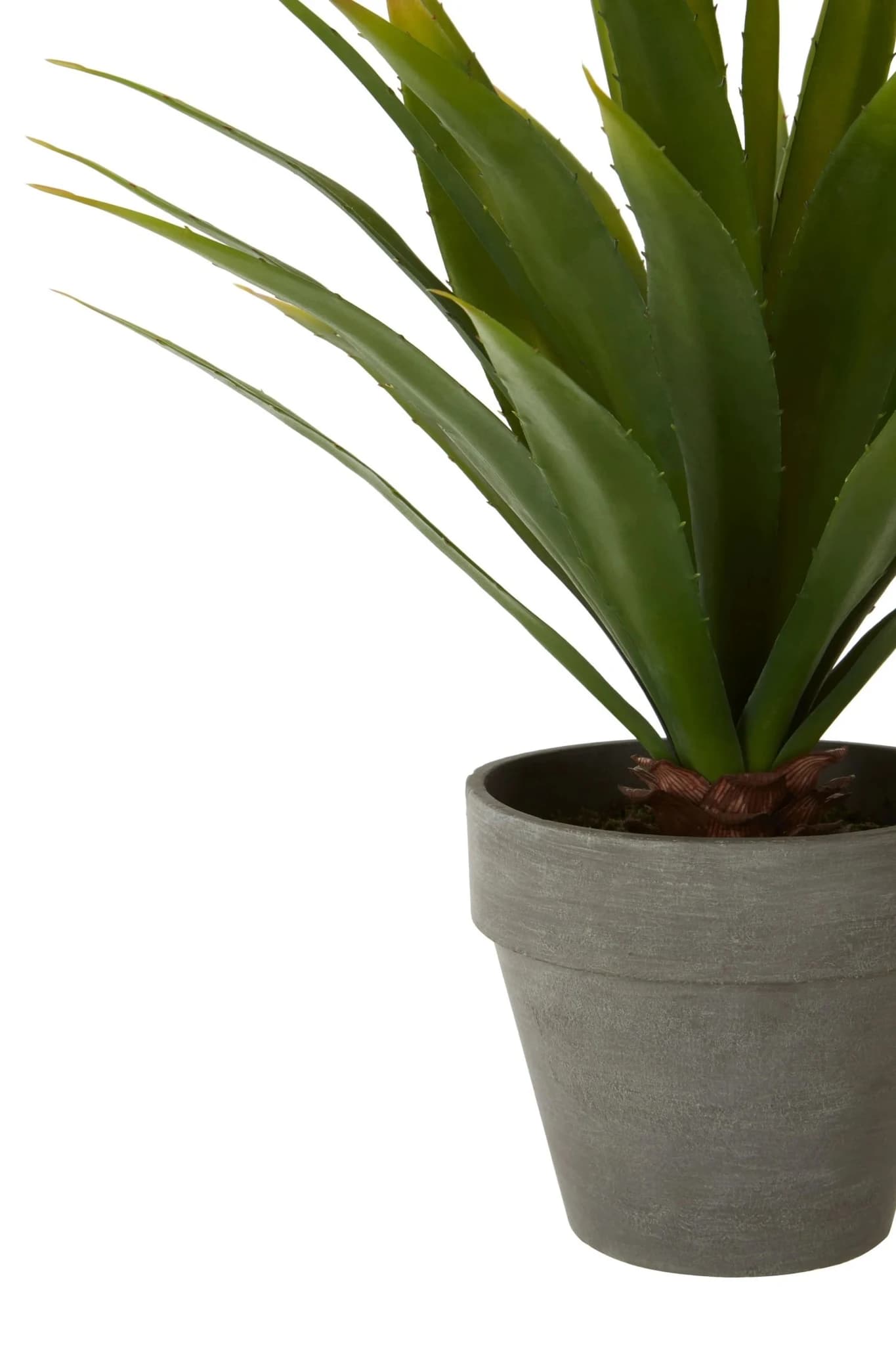Fiori Agave Succulent in Grey Cement Effect Pot - Decorative, photo 7 of 7