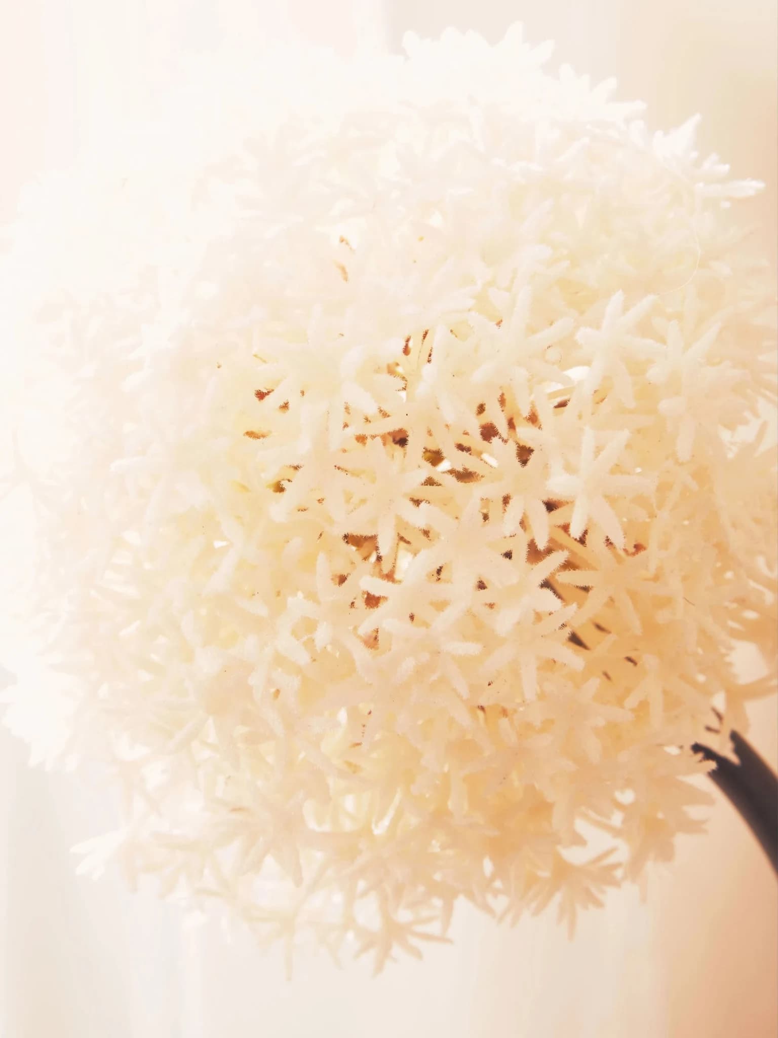 Fiori Ivory Allium Flower Stem - Decorative, photo 2 of 8