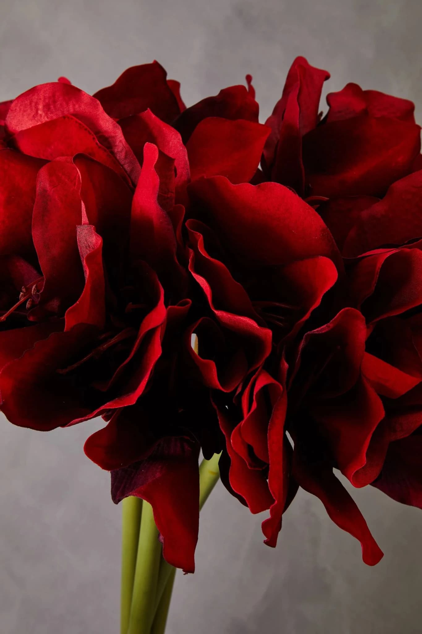 Fiori Burgundy Amarylilis Flower Stem - Decorative, photo 2 of 7