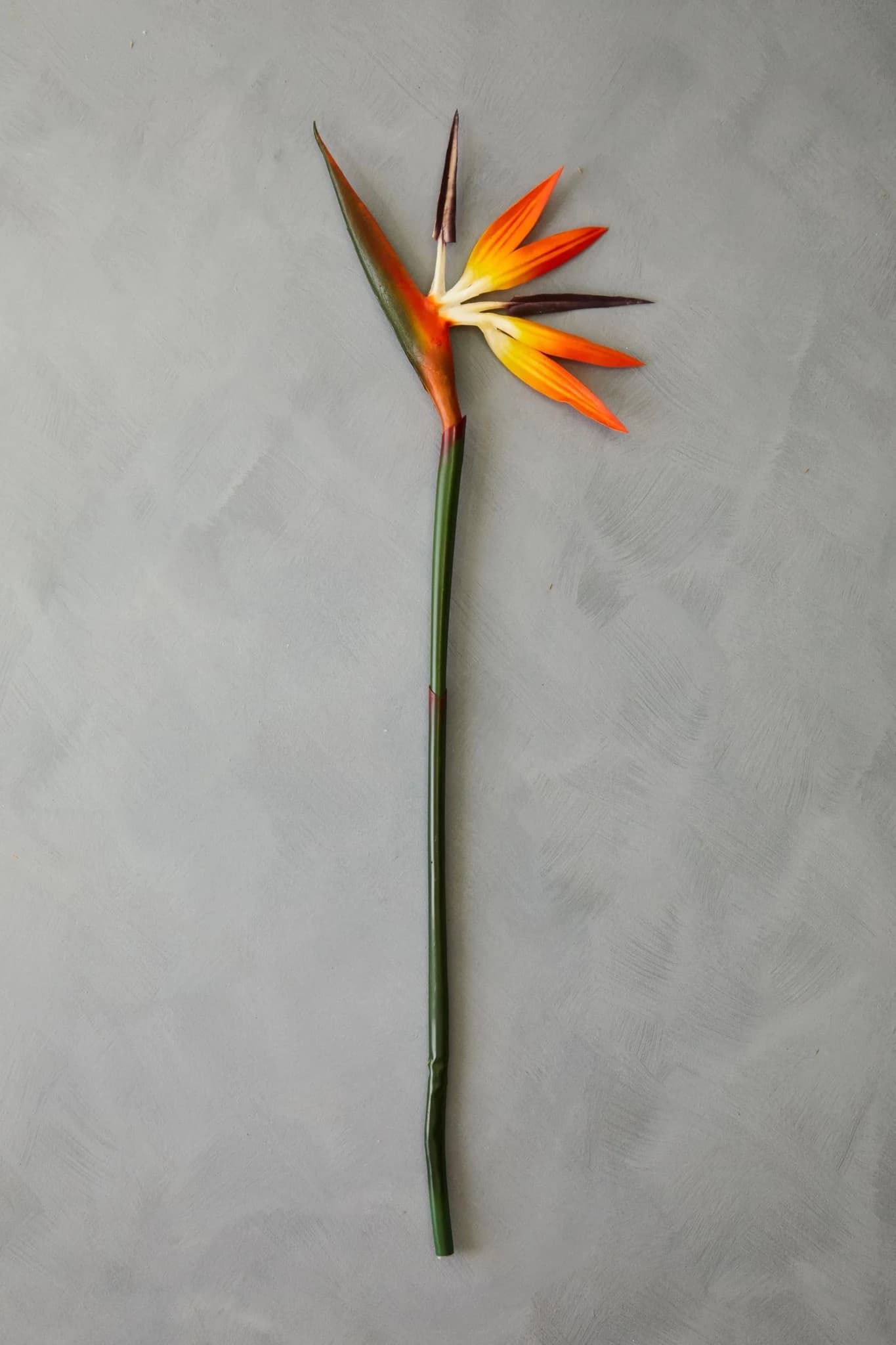 Fiori Tall Bird Of Paradise Flower Stem - Decorative, photo 2 of 6