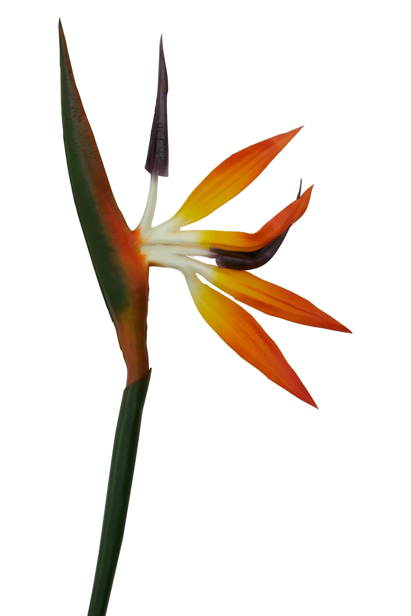 Fiori Tall Bird Of Paradise Flower Stem - Decorative, photo 6 of 6