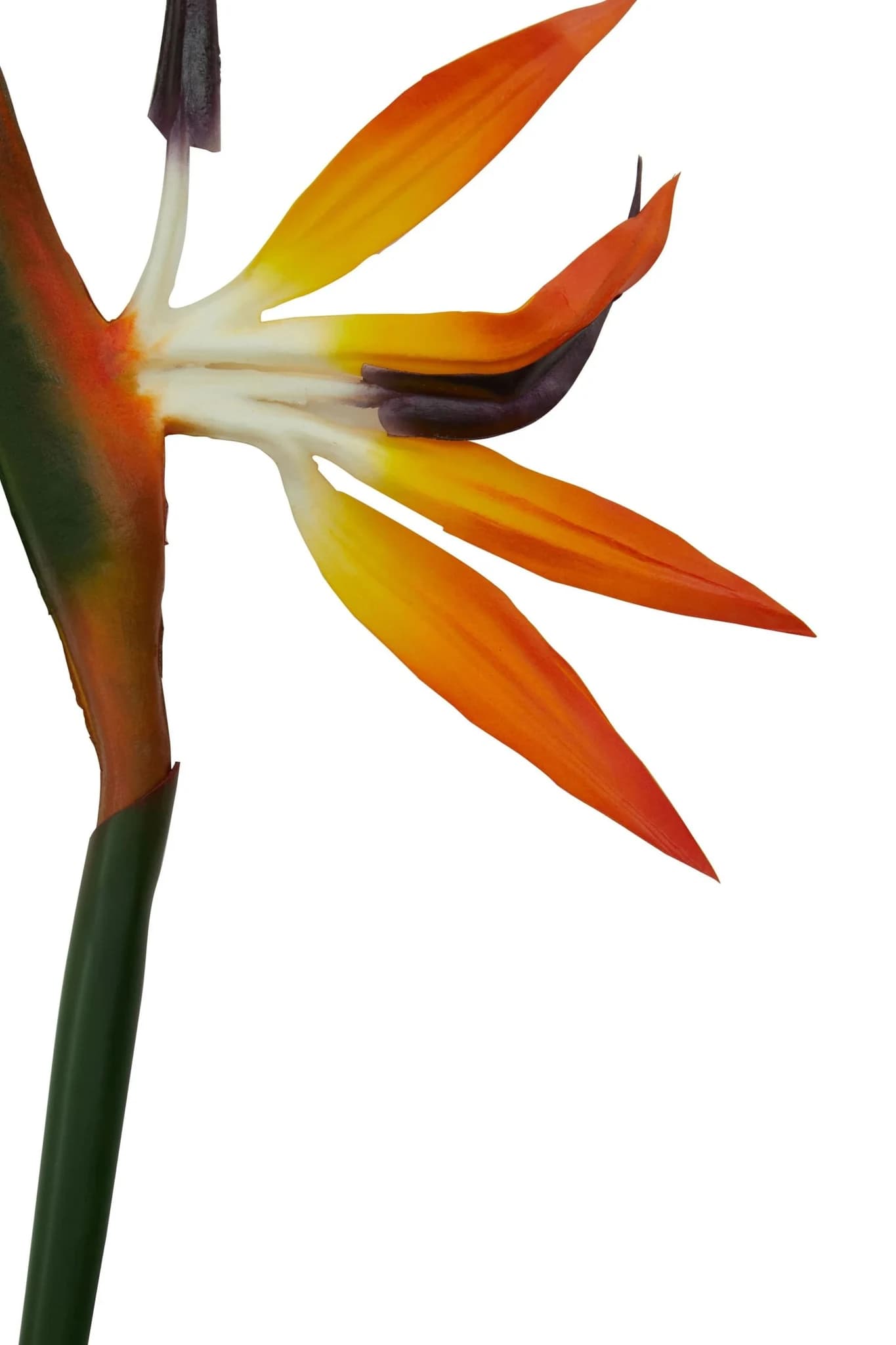 Fiori Tall Bird Of Paradise Flower Stem - Decorative, photo 5 of 6