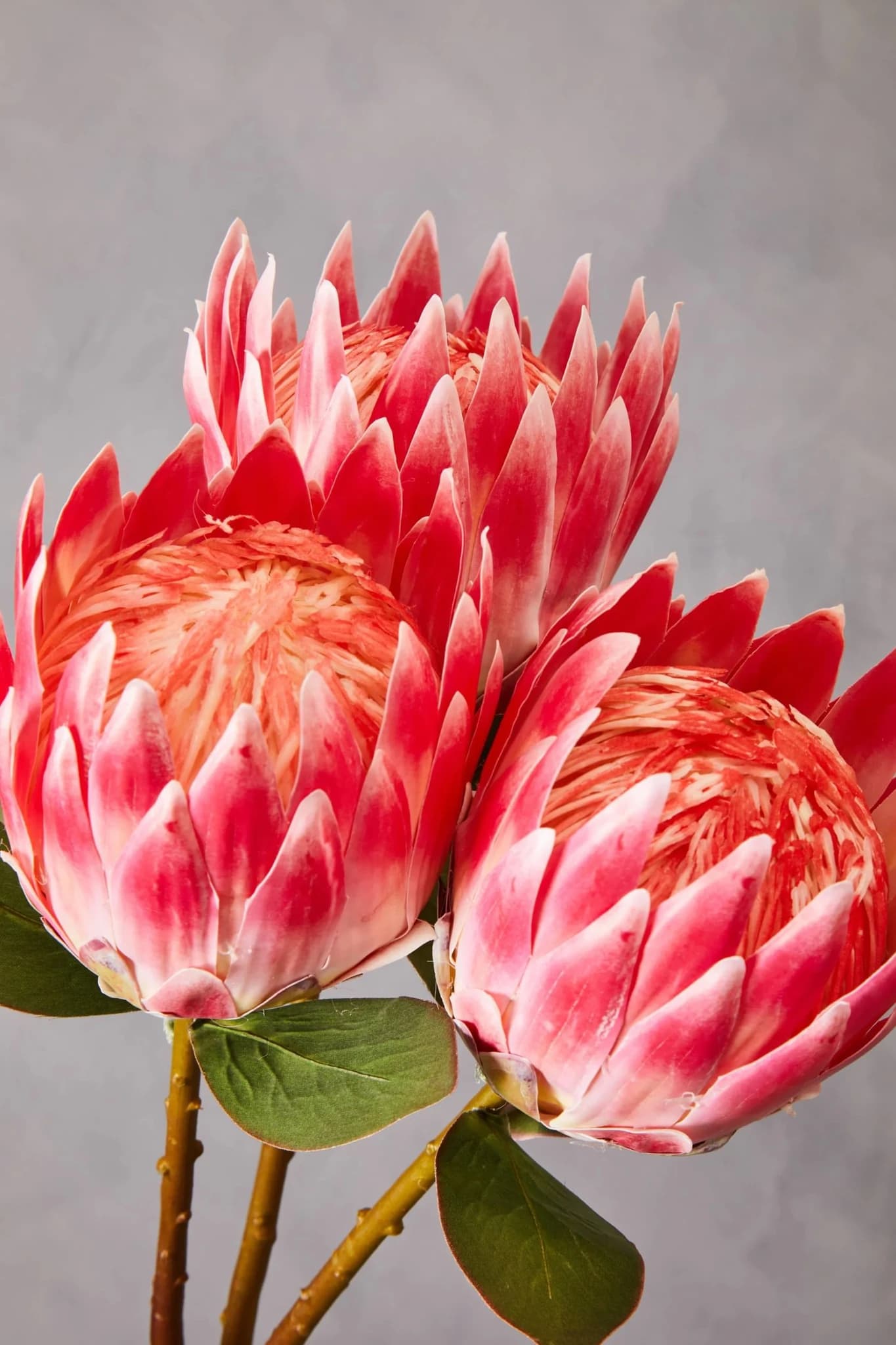Fiori Pink Protea Flower Stem - Decorative, photo 2 of 7