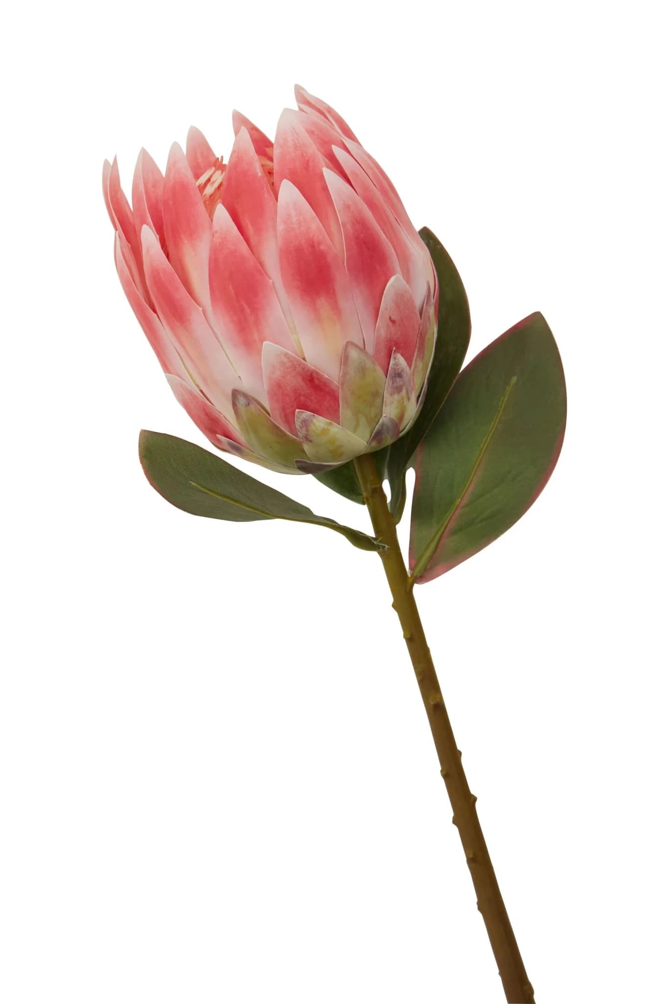 Fiori Pink Protea Flower Stem - Decorative, photo 7 of 7